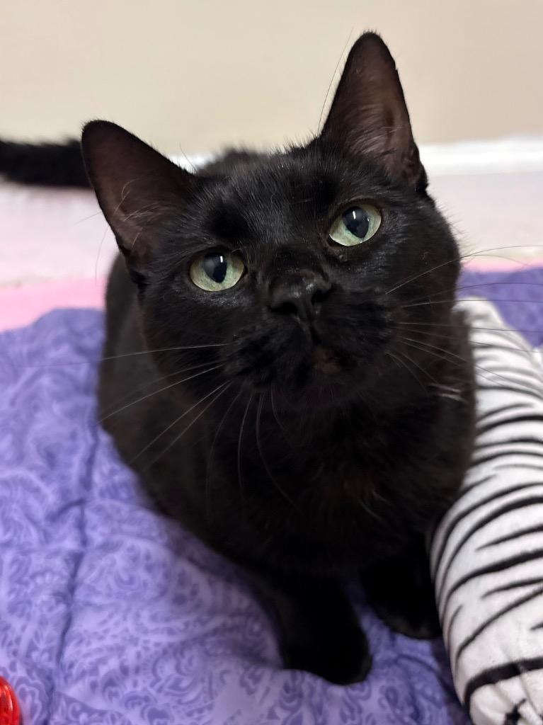 Nimue, a Adoptable mixed breed in Fall River, MA image 4/6