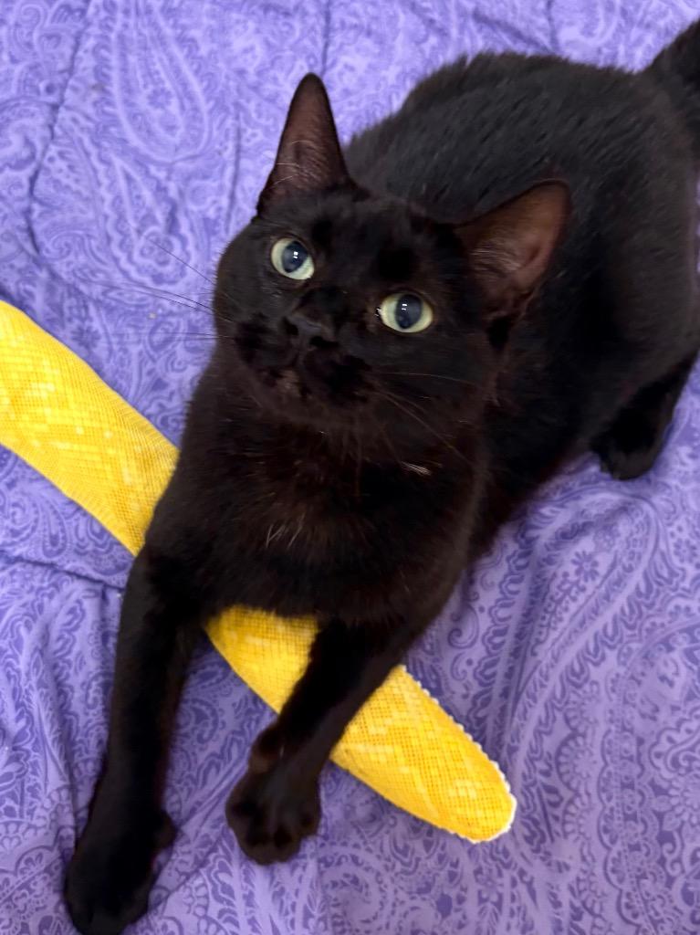 Nimue, a Adoptable mixed breed in Fall River, MA image 5/6