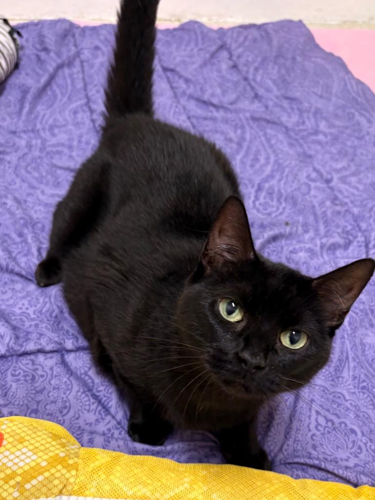 Nimue, a Adoptable mixed breed in Fall River, MA image 6/6