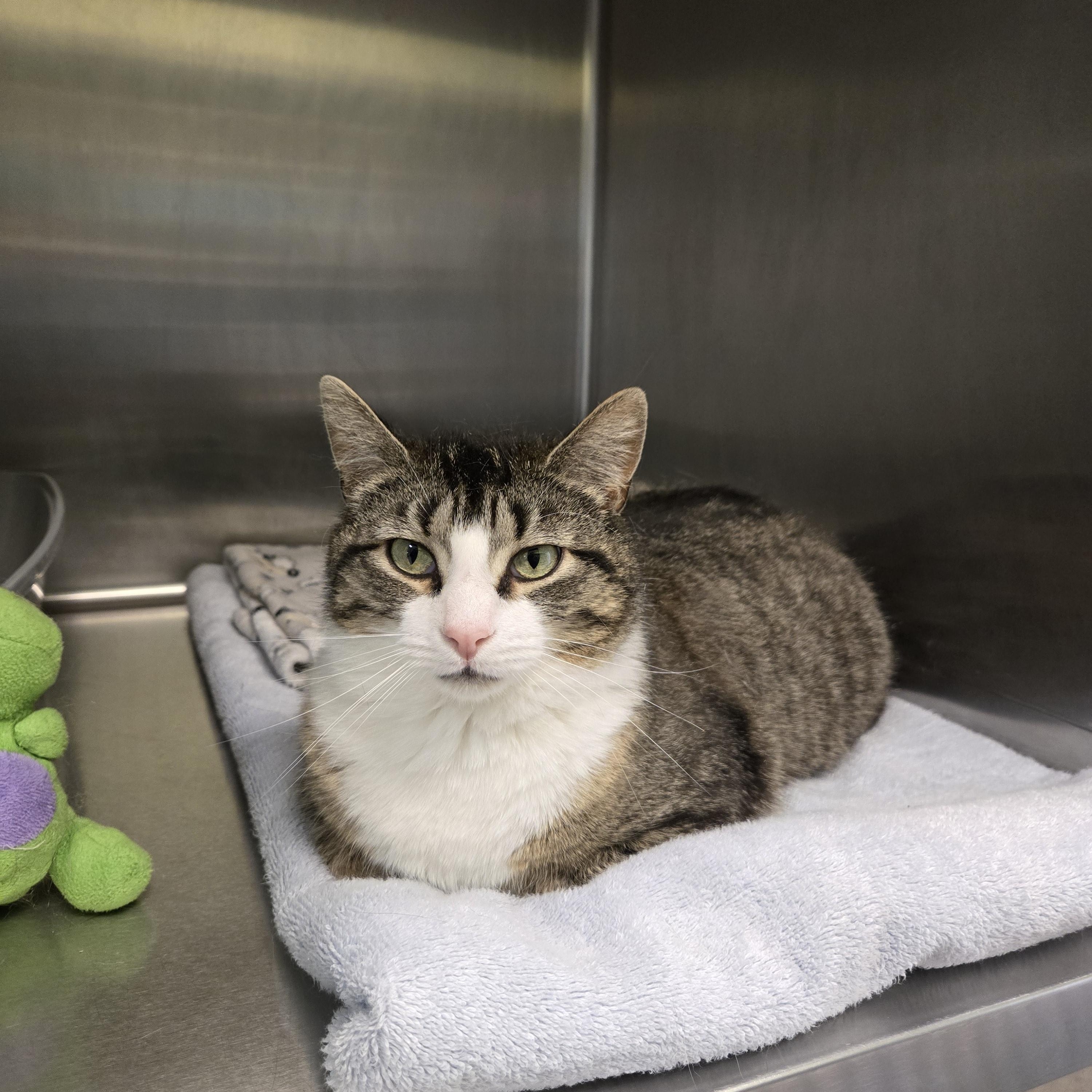 Enlarge Ollie, a ADOPTABLE Domestic Short Hair in Paris, ME image 2/2