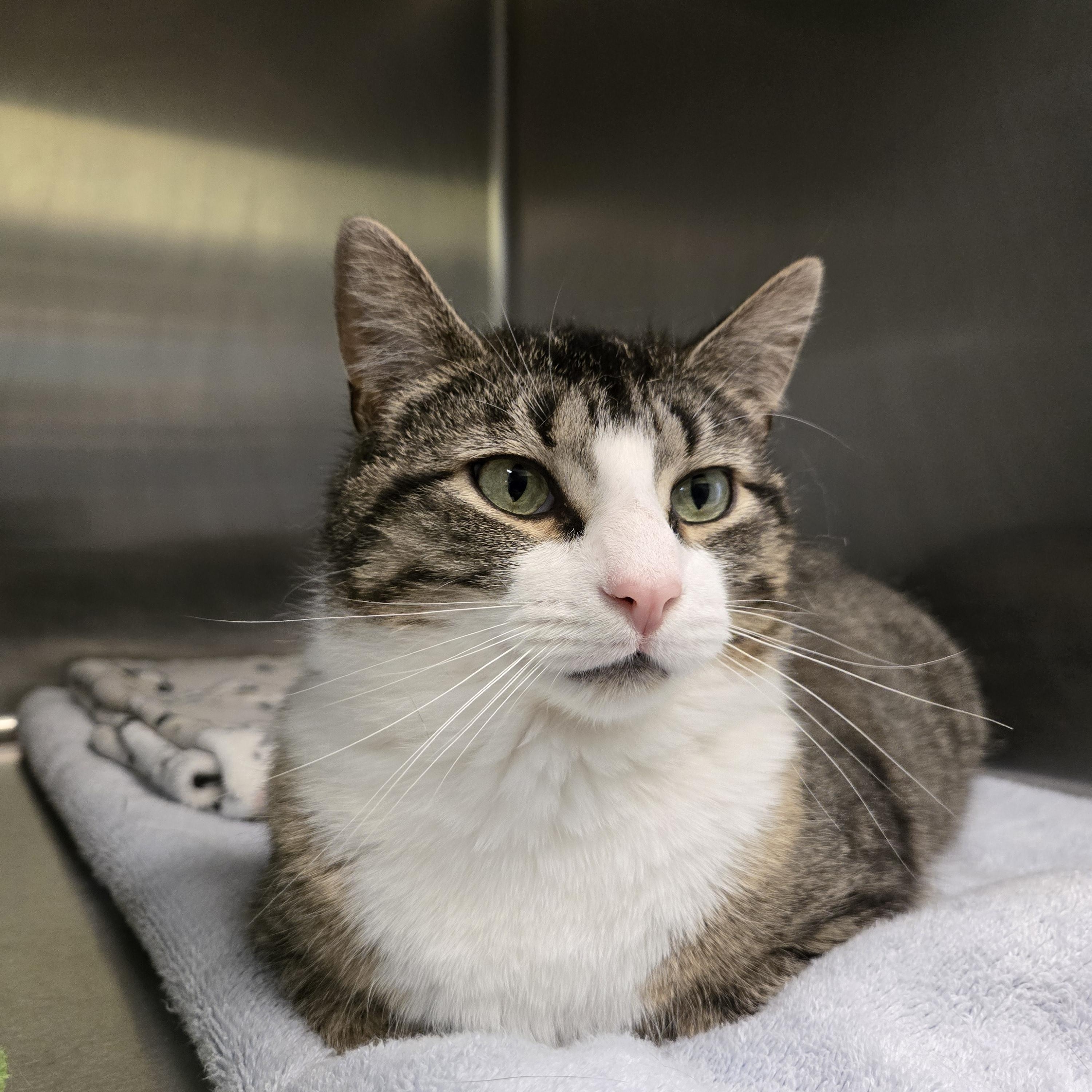 Ollie, ADOPTABLE, Adult Male Domestic Short Hair.