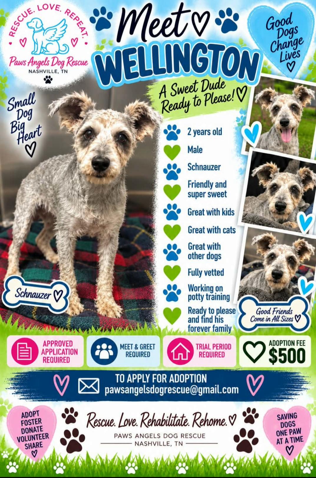 Wellington, Adoptable, Adult Male Miniature Schnauzer.