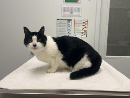 Little Debbie's Double Decker Fudge Round, Adoptable, Senior Female Domestic Short Hair.