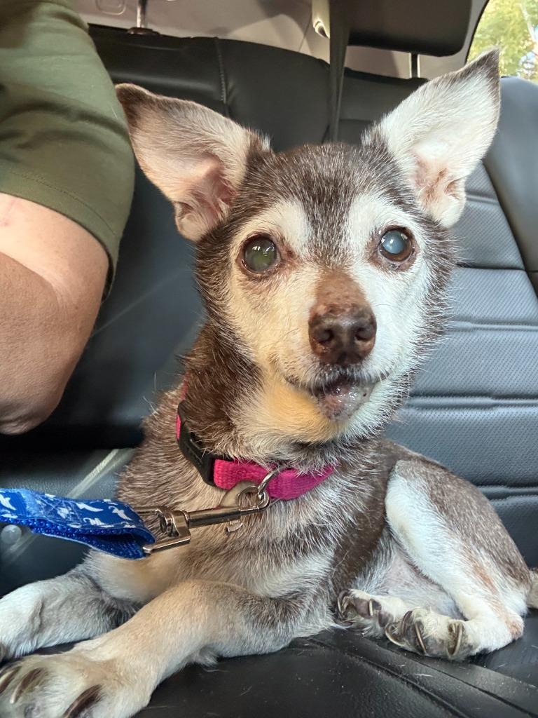Kiki, Adoptable, Senior Female Chihuahua.