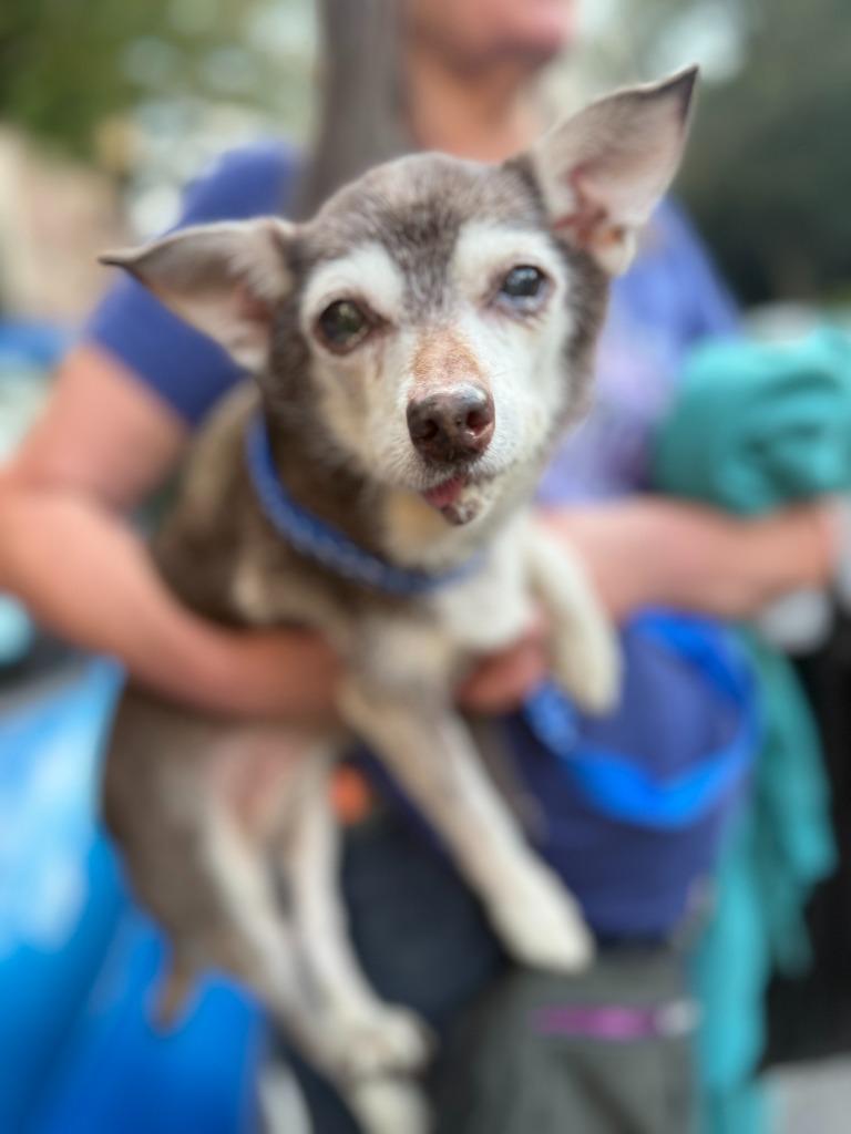 Enlarge Kiki, a Adoptable mixed breed in New York, NY image 2/6