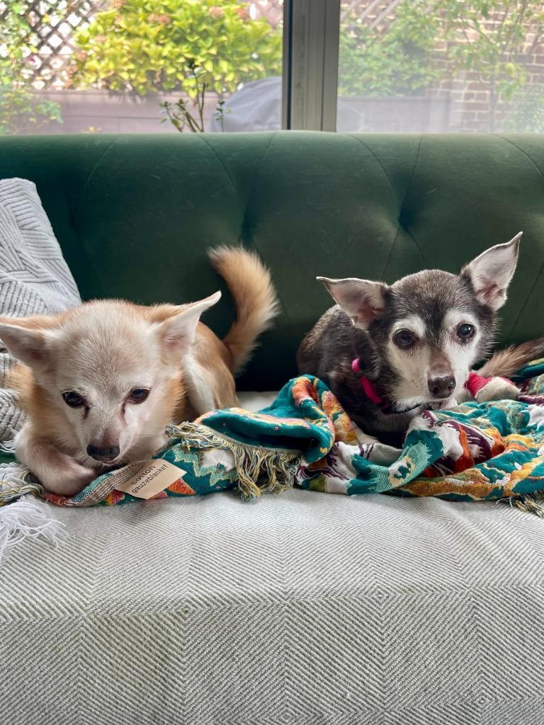 Kiki, a Adoptable mixed breed in New York, NY image 2/6