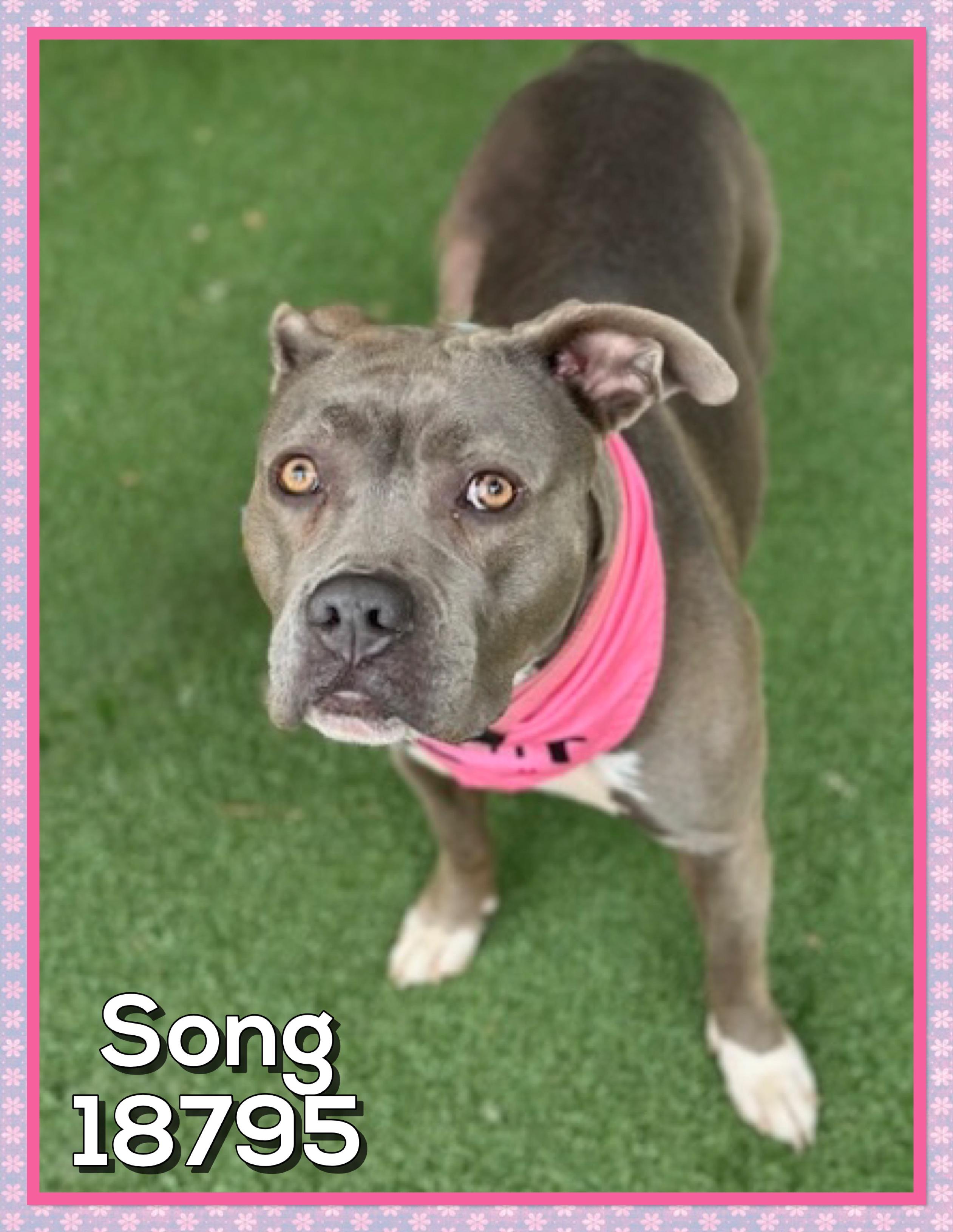 SONG, a ADOPTABLE mixed breed in Marietta, GA image 5/6