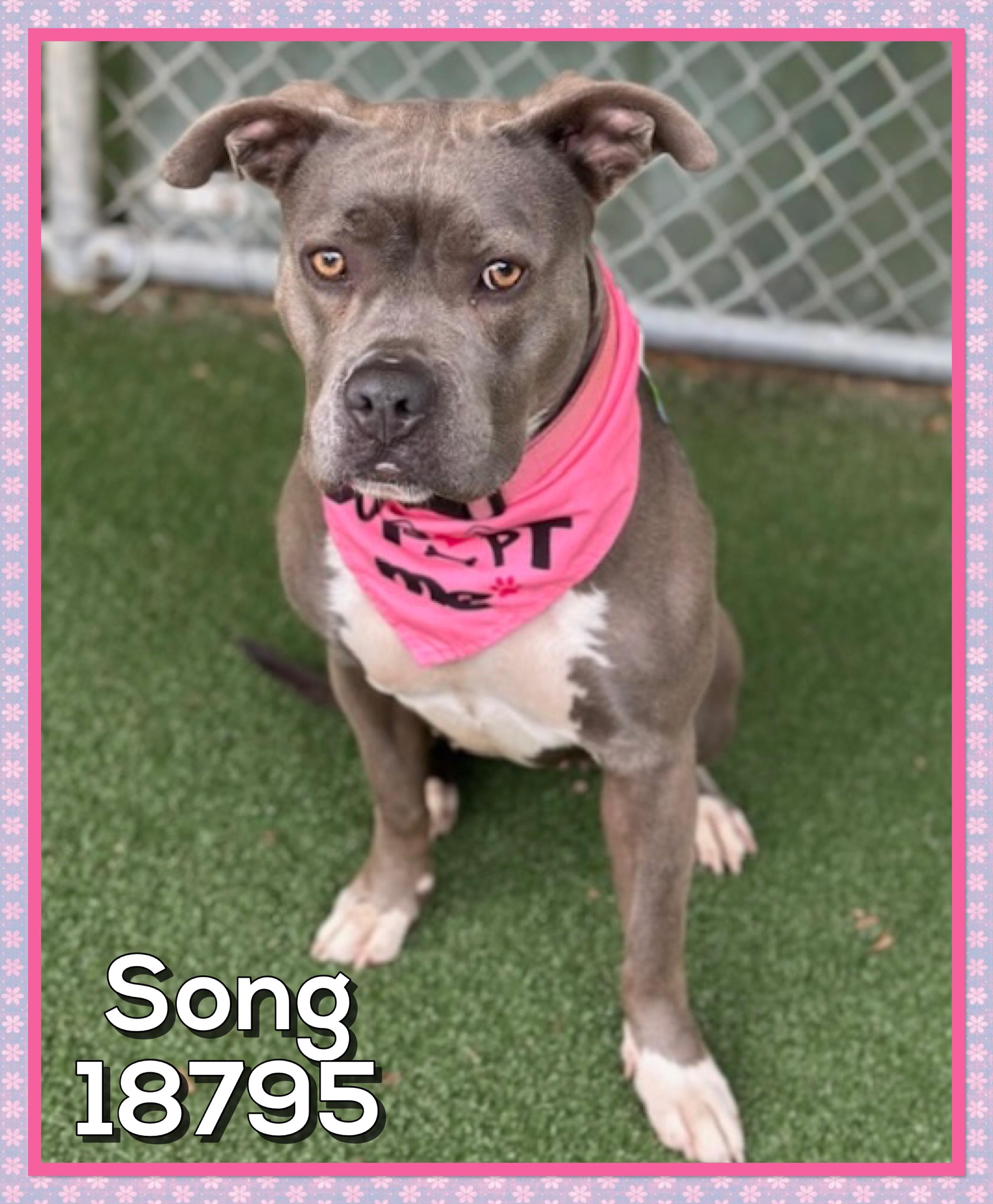 SONG, a ADOPTABLE mixed breed in Marietta, GA image 4/6