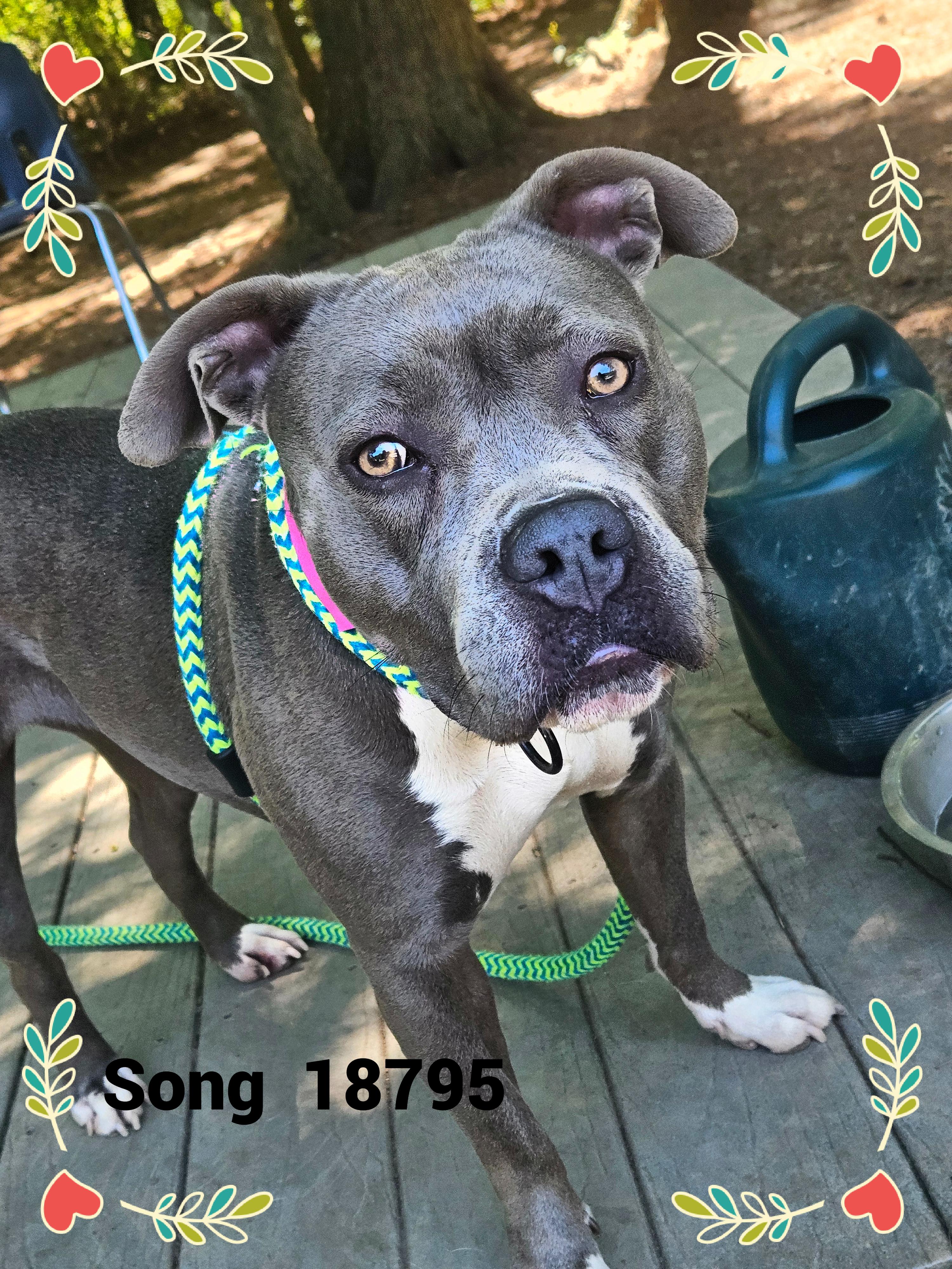 SONG, a ADOPTABLE mixed breed in Marietta, GA image 2/6
