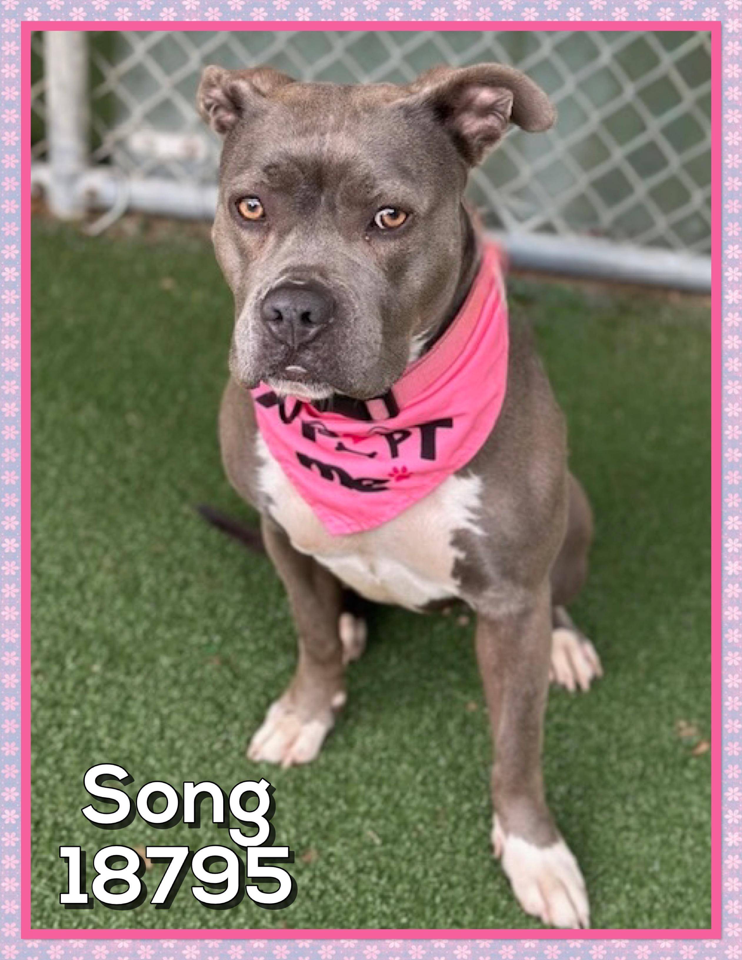 SONG, a ADOPTABLE mixed breed in Marietta, GA image 6/6