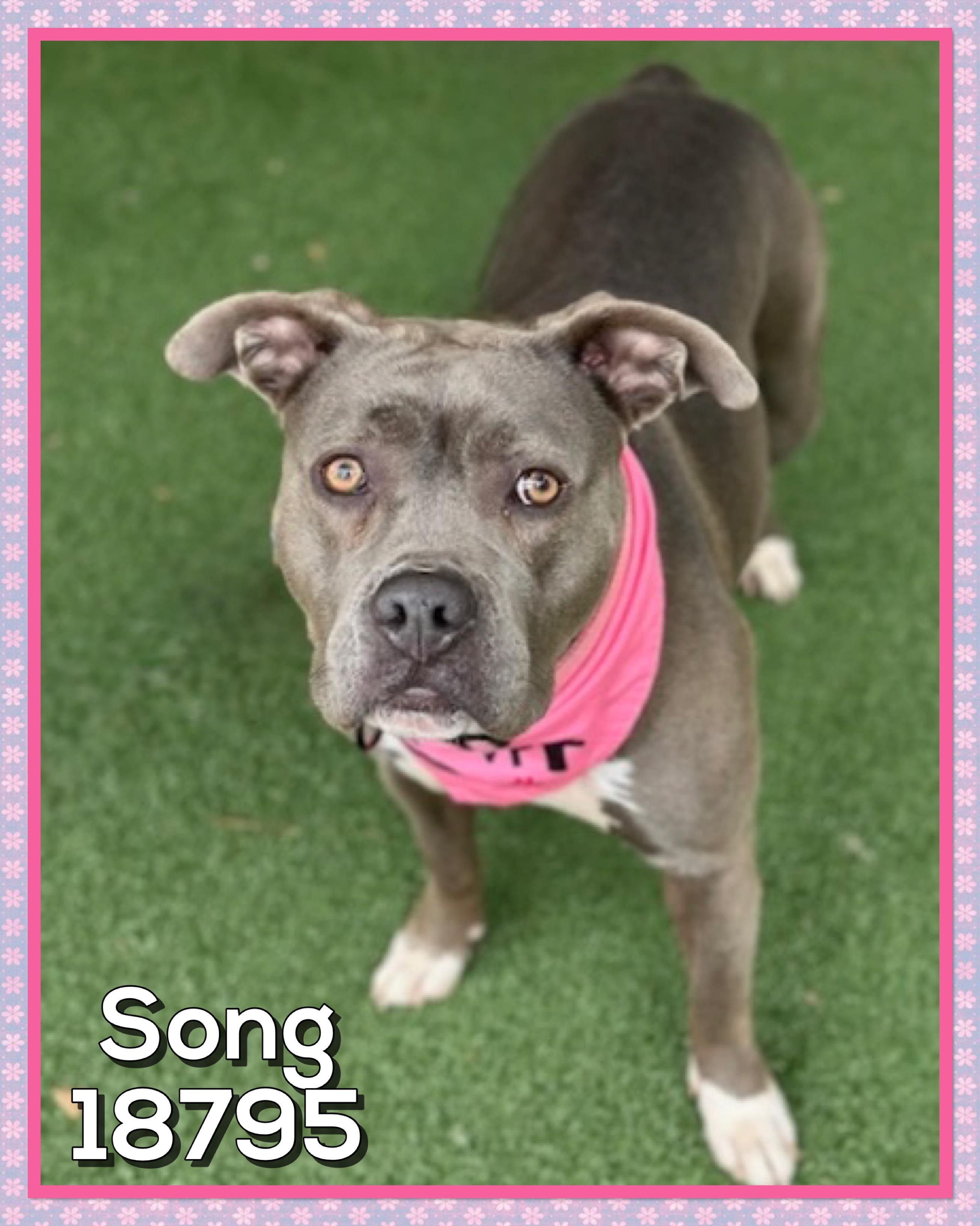 SONG, a ADOPTABLE mixed breed in Marietta, GA image 3/6