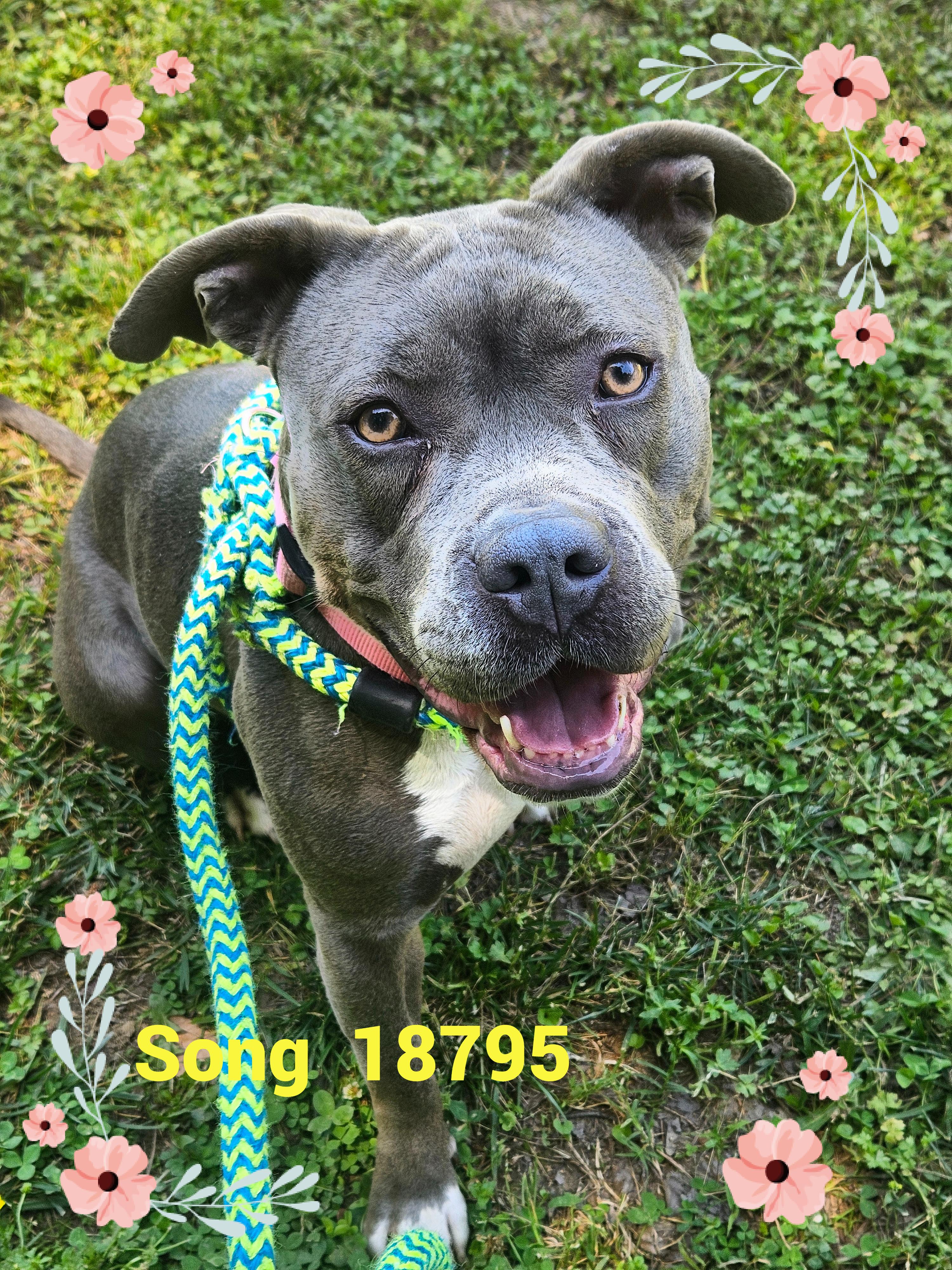 SONG, a ADOPTABLE mixed breed in Marietta, GA image 1/6