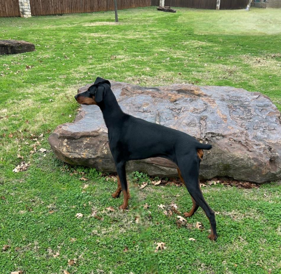 Enlarge Stassi, a Adoptable Doberman Pinscher image 1/3