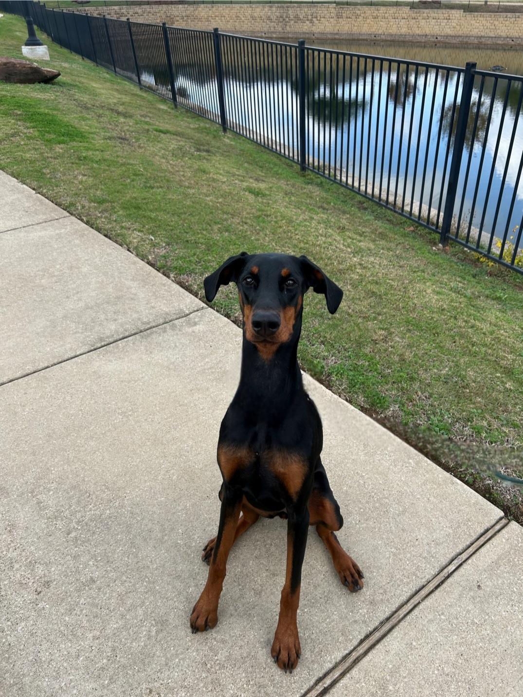 Enlarge Stassi, a Adoptable Doberman Pinscher image 2/3