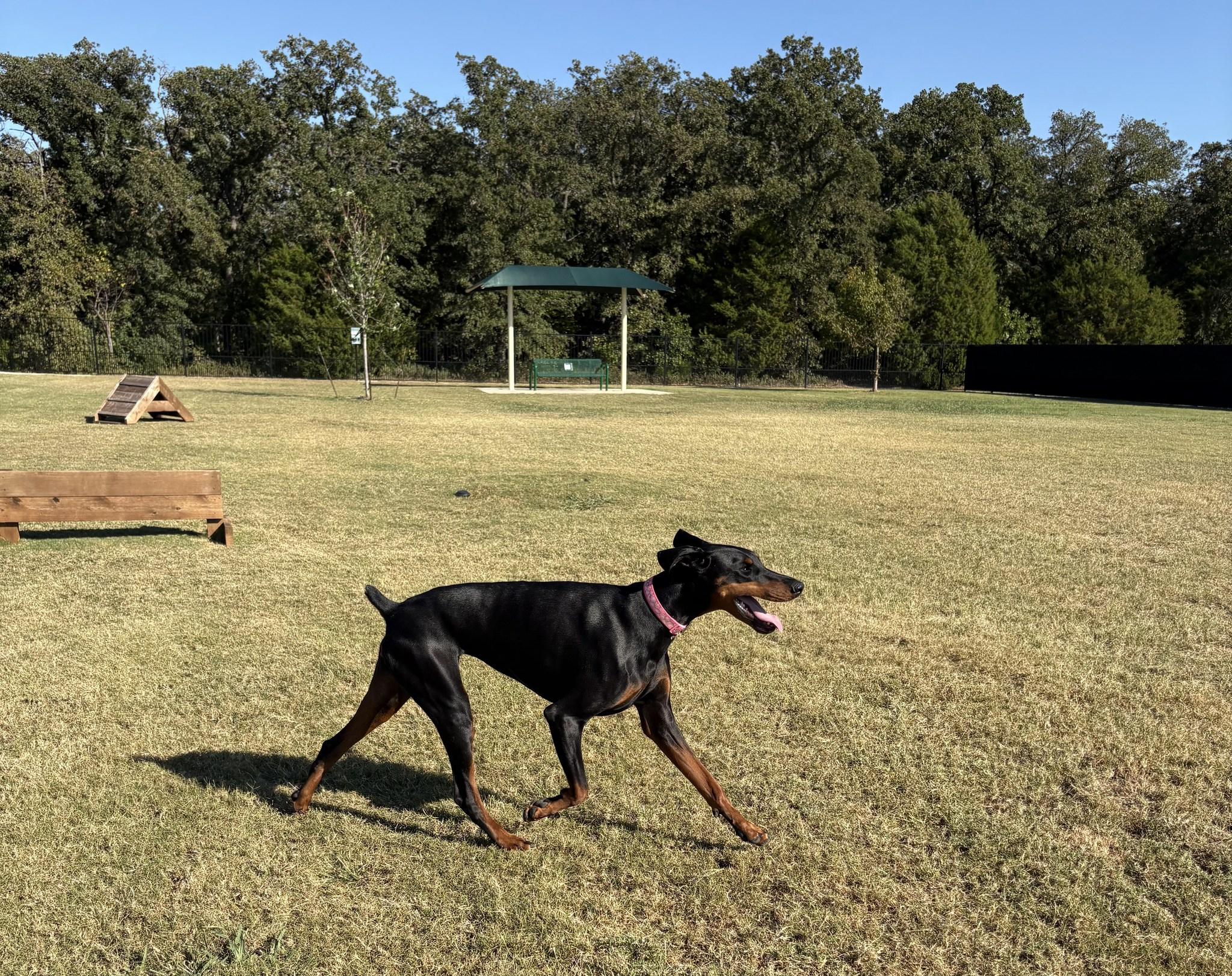 Stassi, adopted, Young Female Doberman Pinscher.