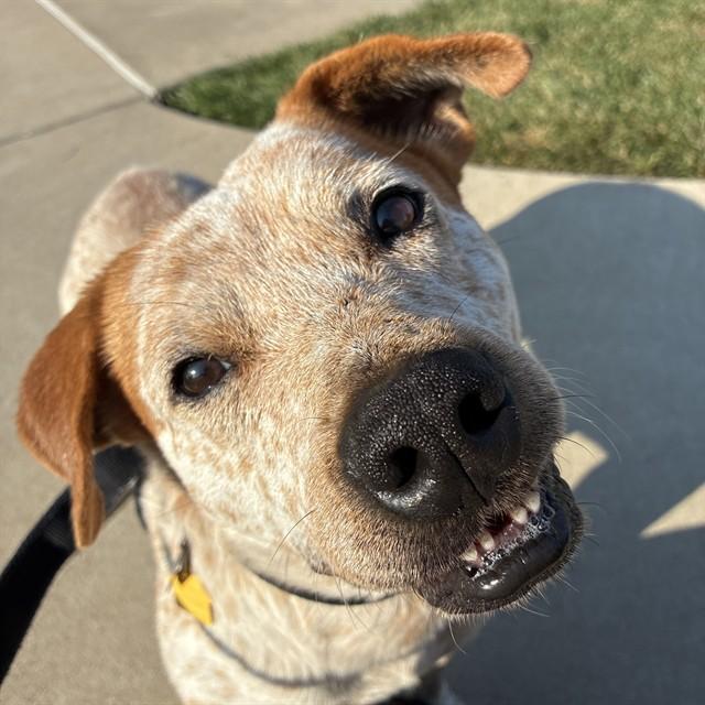 Enlarge RIP, a Adoptable mixed breed in St. Louis, MO image 1/1