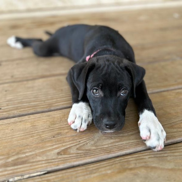 Bianca Gilda **PUPPY**
