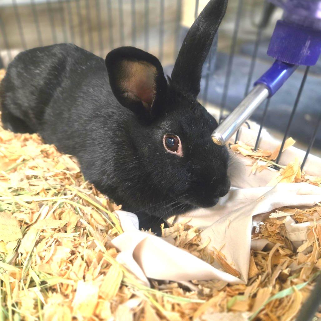 Salem, Adoptable, Young Female Satin.