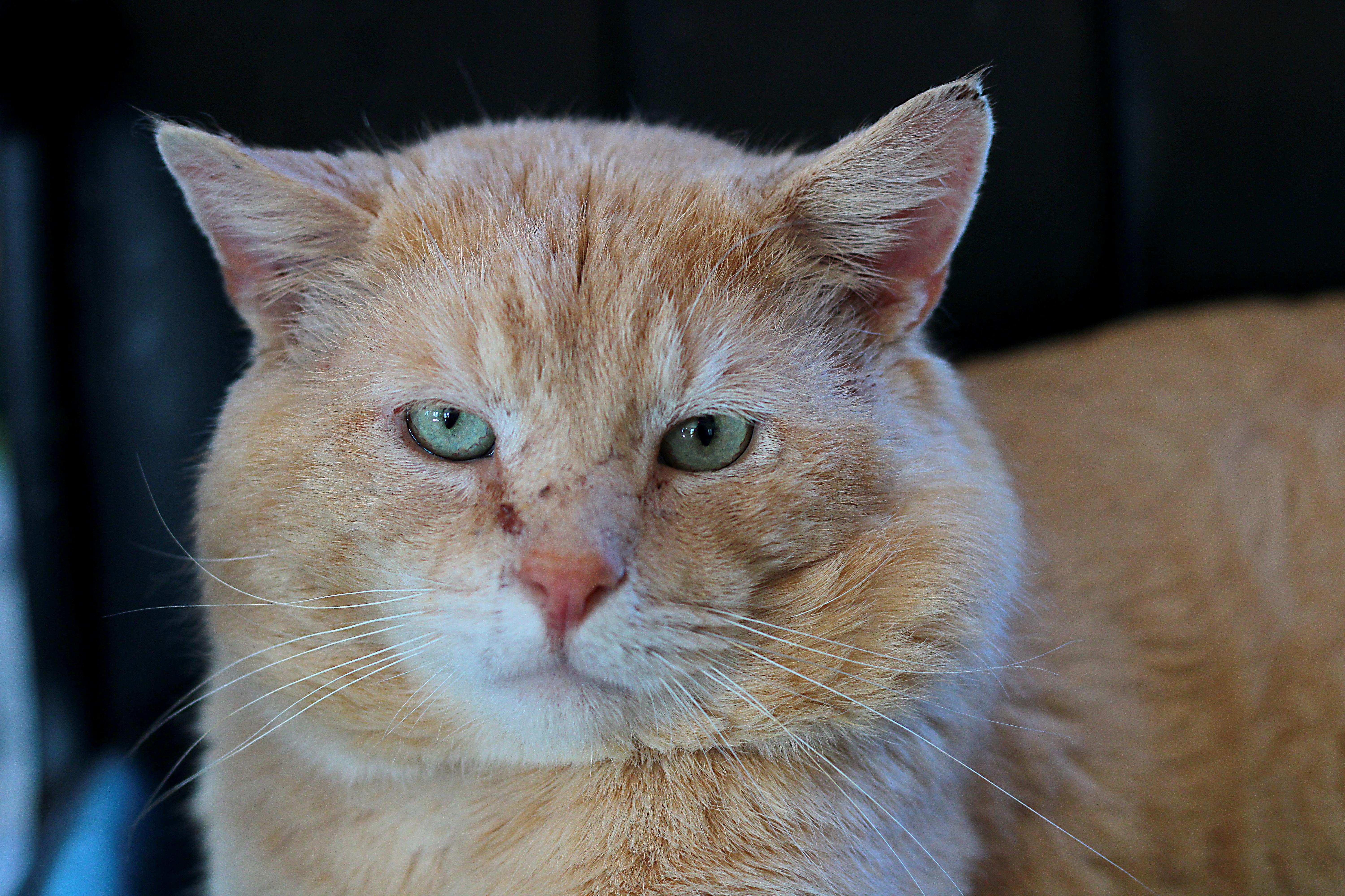 Enlarge Liam, a ADOPTABLE Domestic Short Hair in Greensburg, PA image 1/3