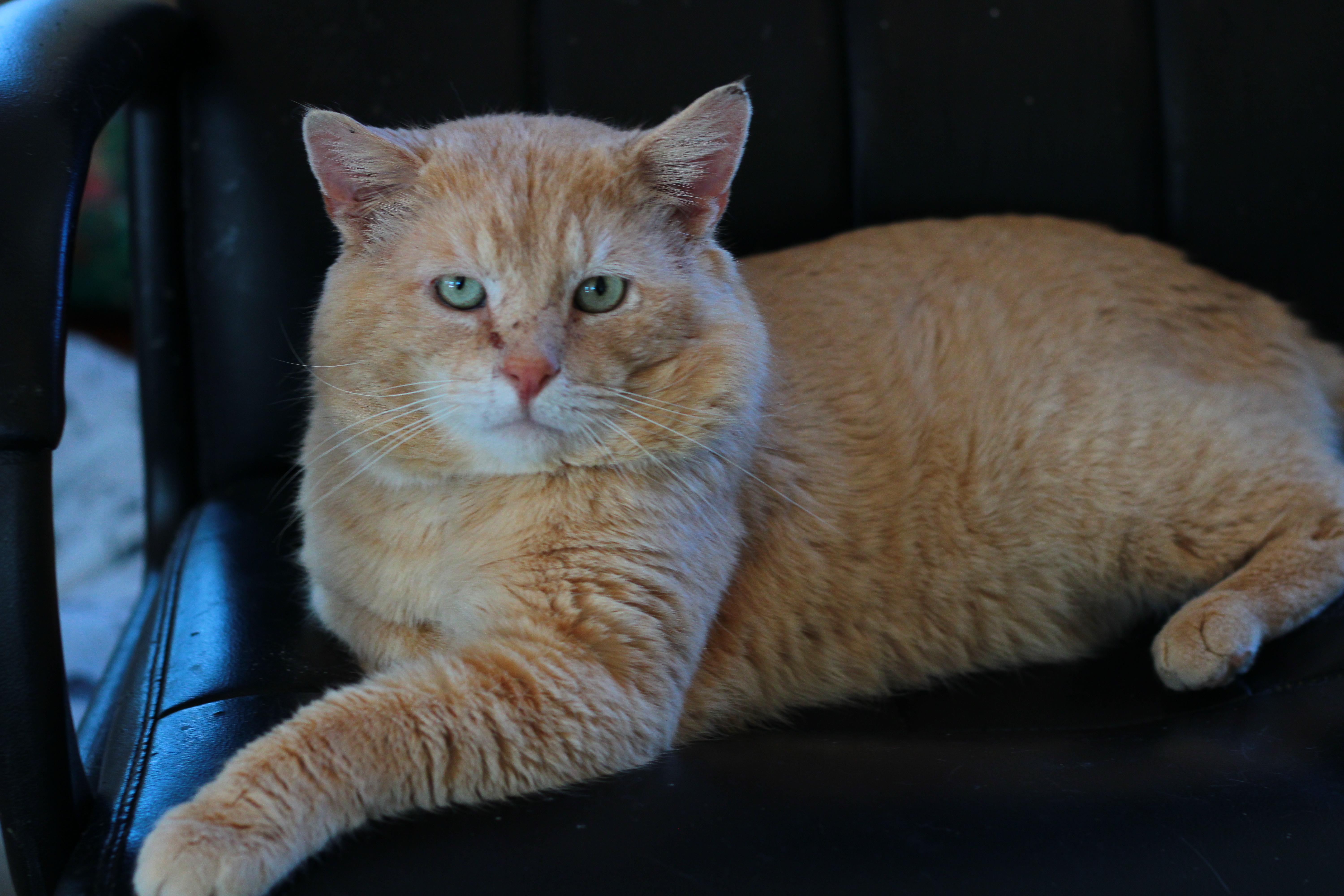 Enlarge Liam, a ADOPTABLE Domestic Short Hair in Greensburg, PA image 2/3