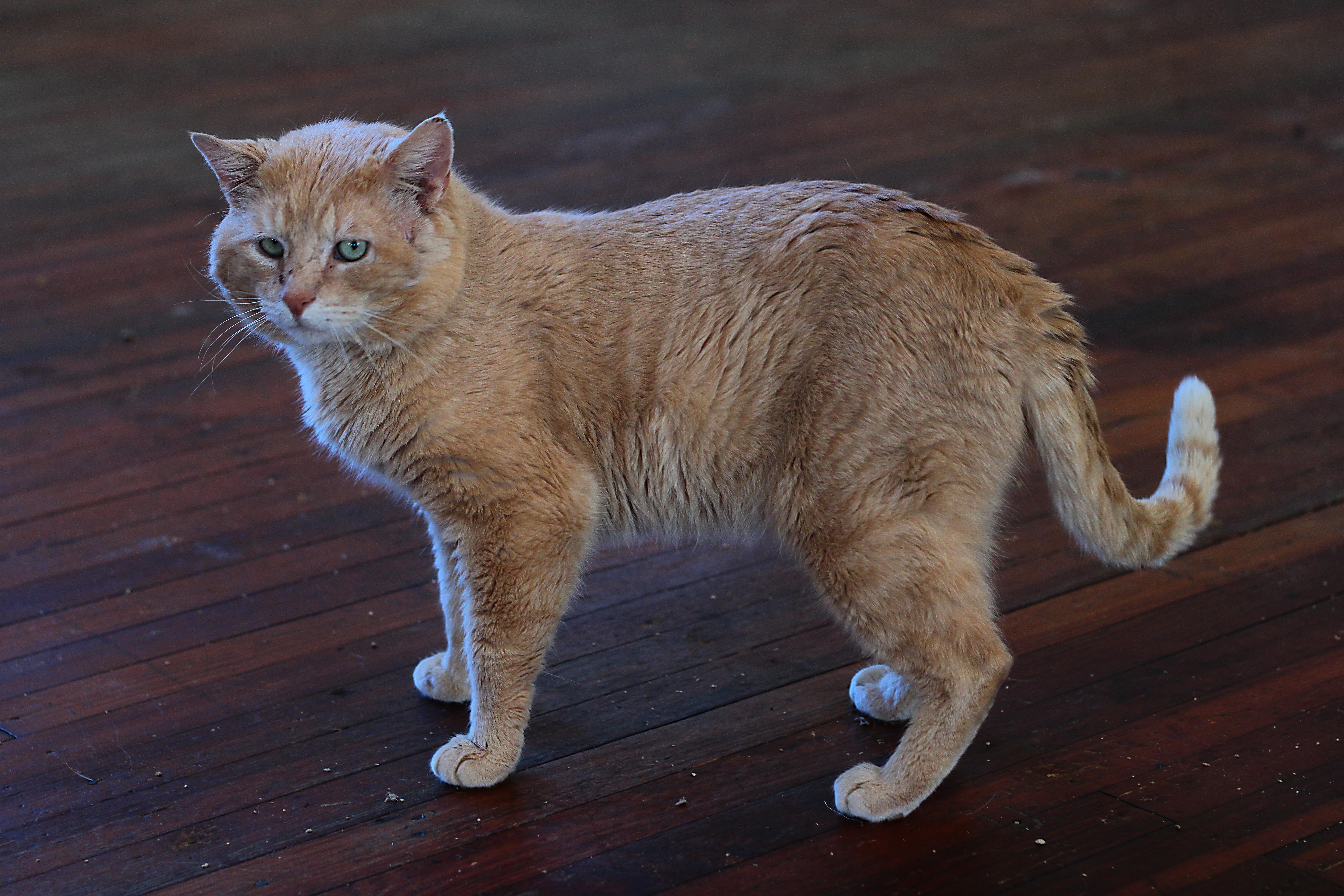 Enlarge Liam, a ADOPTABLE Domestic Short Hair in Greensburg, PA image 3/3