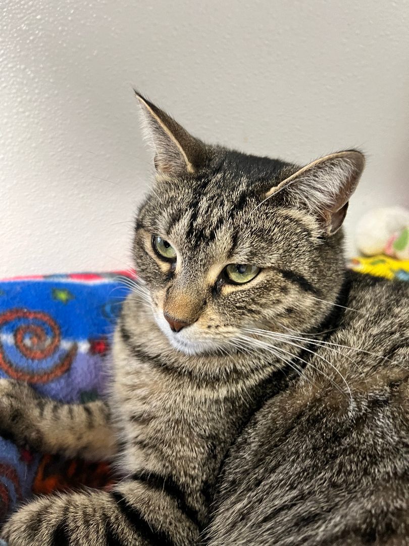 Enlarge Sweetie, a Adoptable Domestic Short Hair in Gouverneur, NY image 1/4