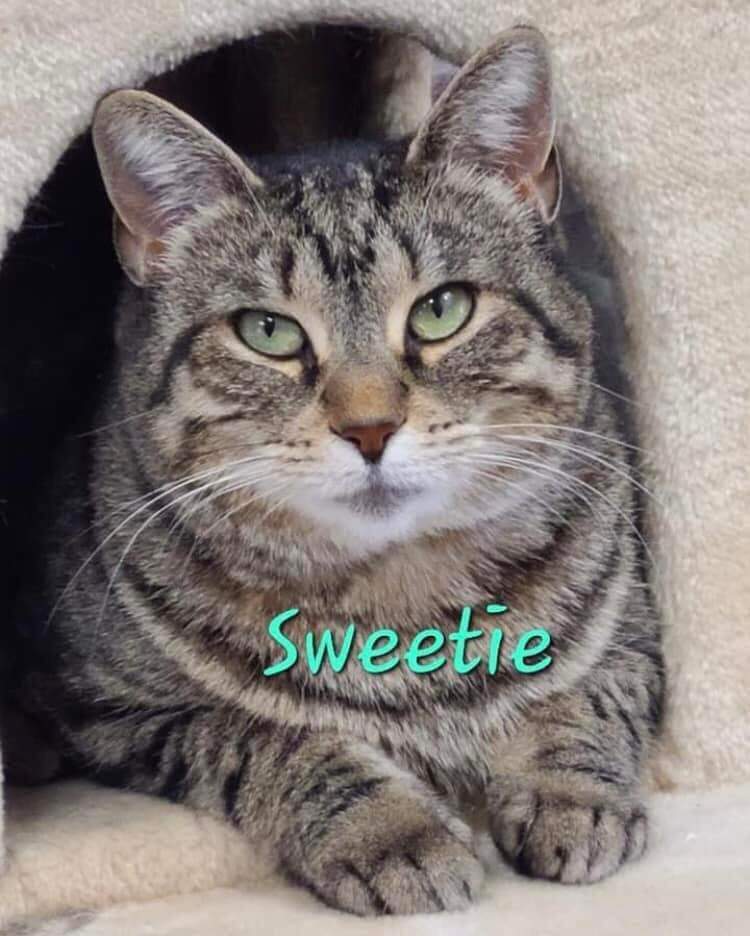 Enlarge Sweetie, a Adoptable Domestic Short Hair in Gouverneur, NY image 2/4