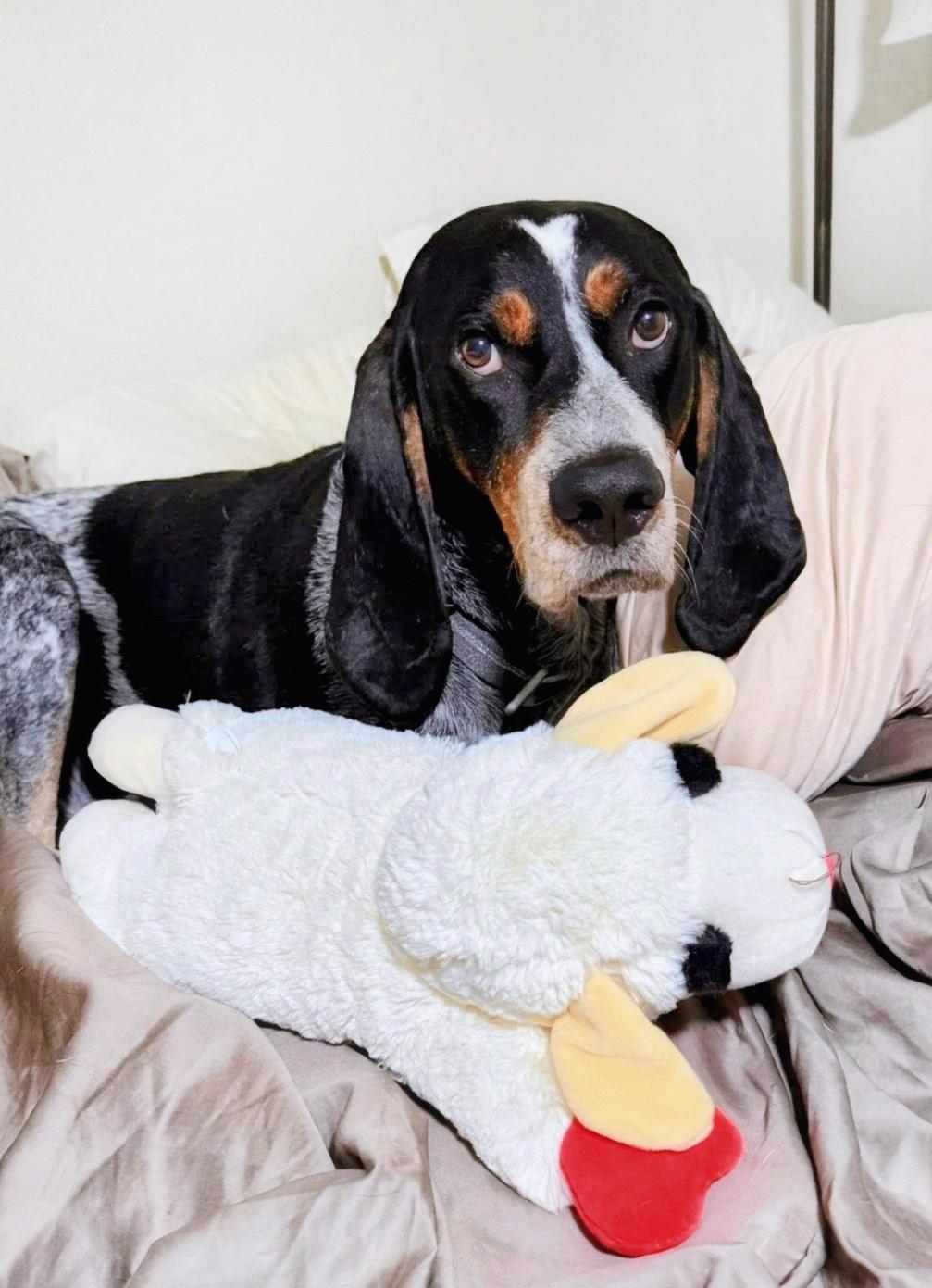 Jack Ryan, Adoptable, Adult Male Bluetick Coonhound.