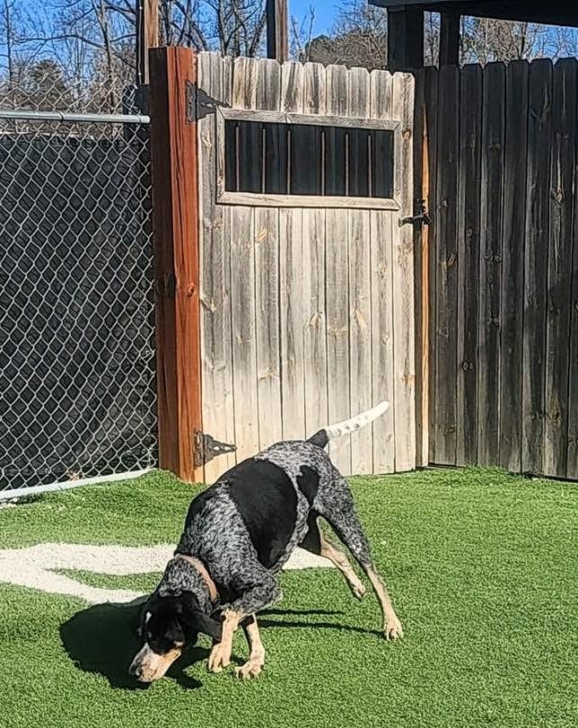 Jack Ryan, Adoptable, Adult Male Bluetick Coonhound.
