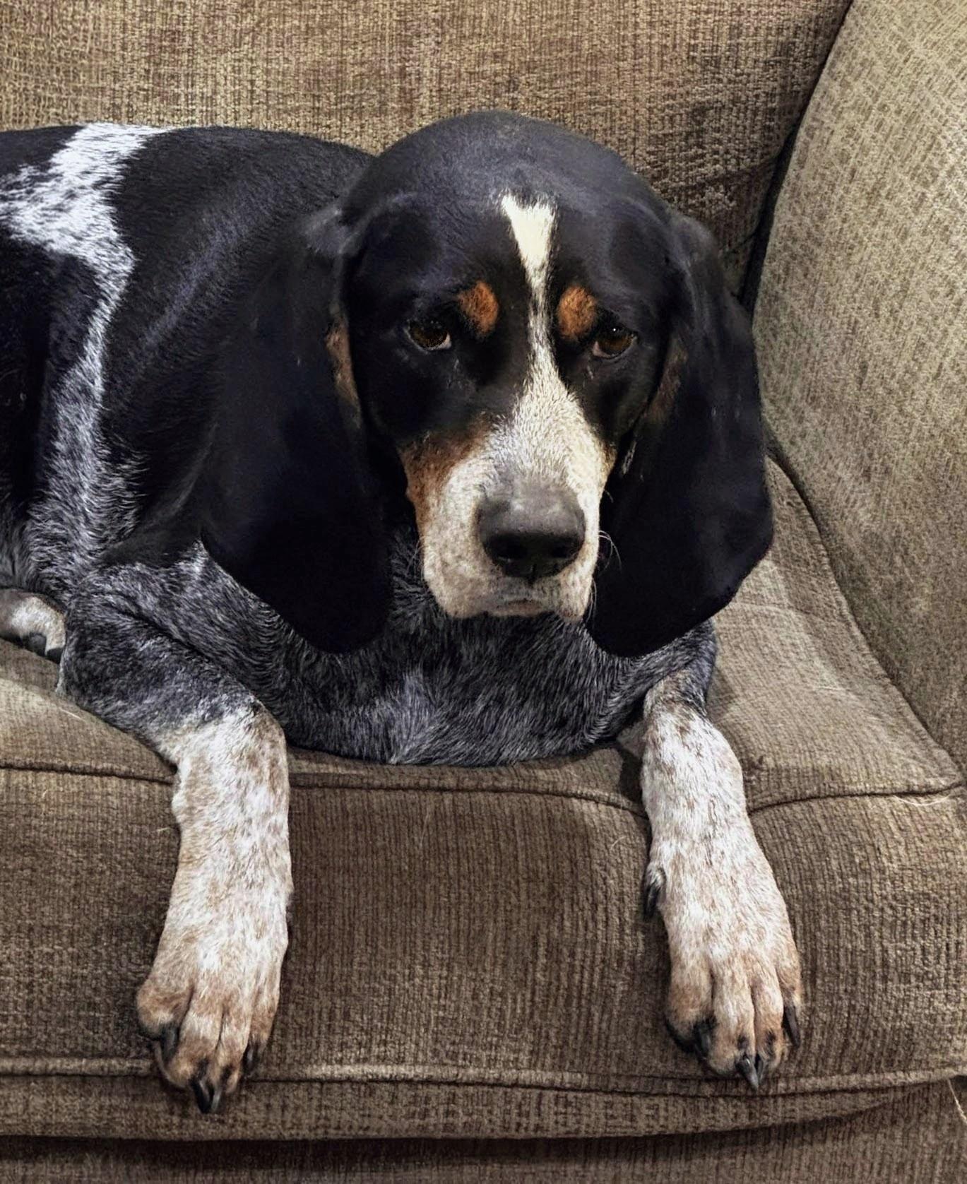 Enlarge Jack Ryan, a Adoptable Bluetick Coonhound in TULSA, OK image 4/6
