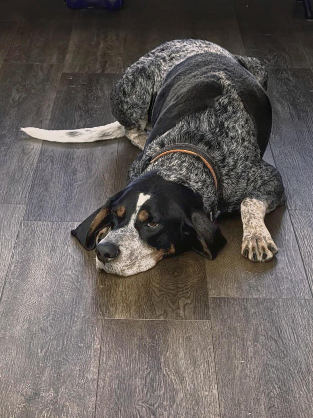 Enlarge Jack Ryan, a Adoptable Bluetick Coonhound in TULSA, OK image 5/6