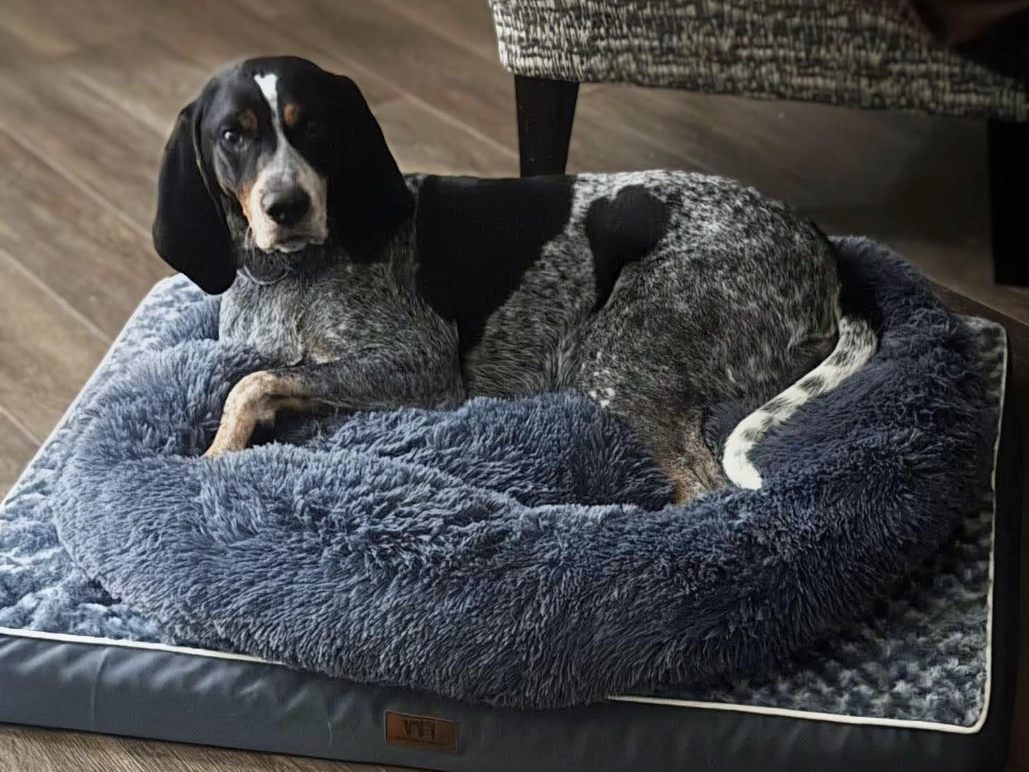 Enlarge Jack Ryan, a Adoptable Bluetick Coonhound in TULSA, OK image 6/6