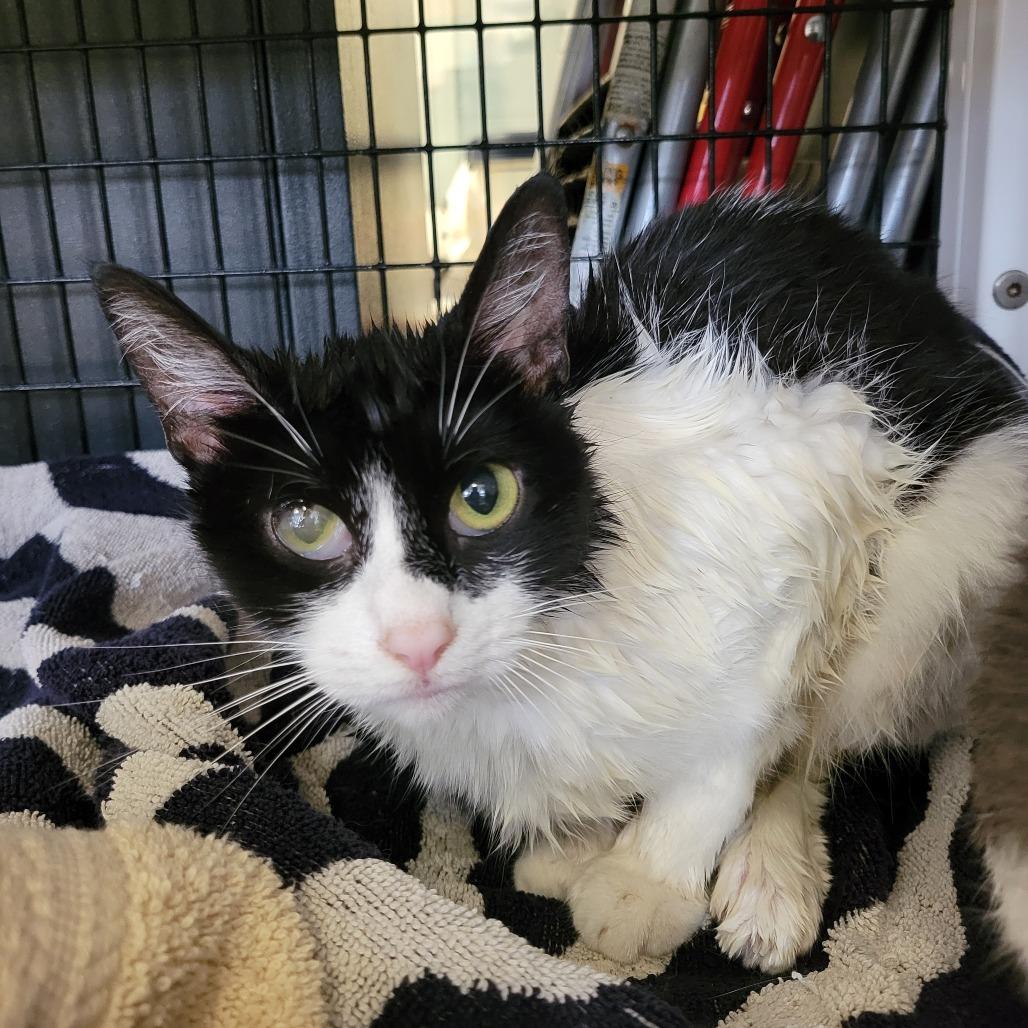 Milkshake, a Adoptable Domestic Short Hair in Ruckersville, VA image 1/2