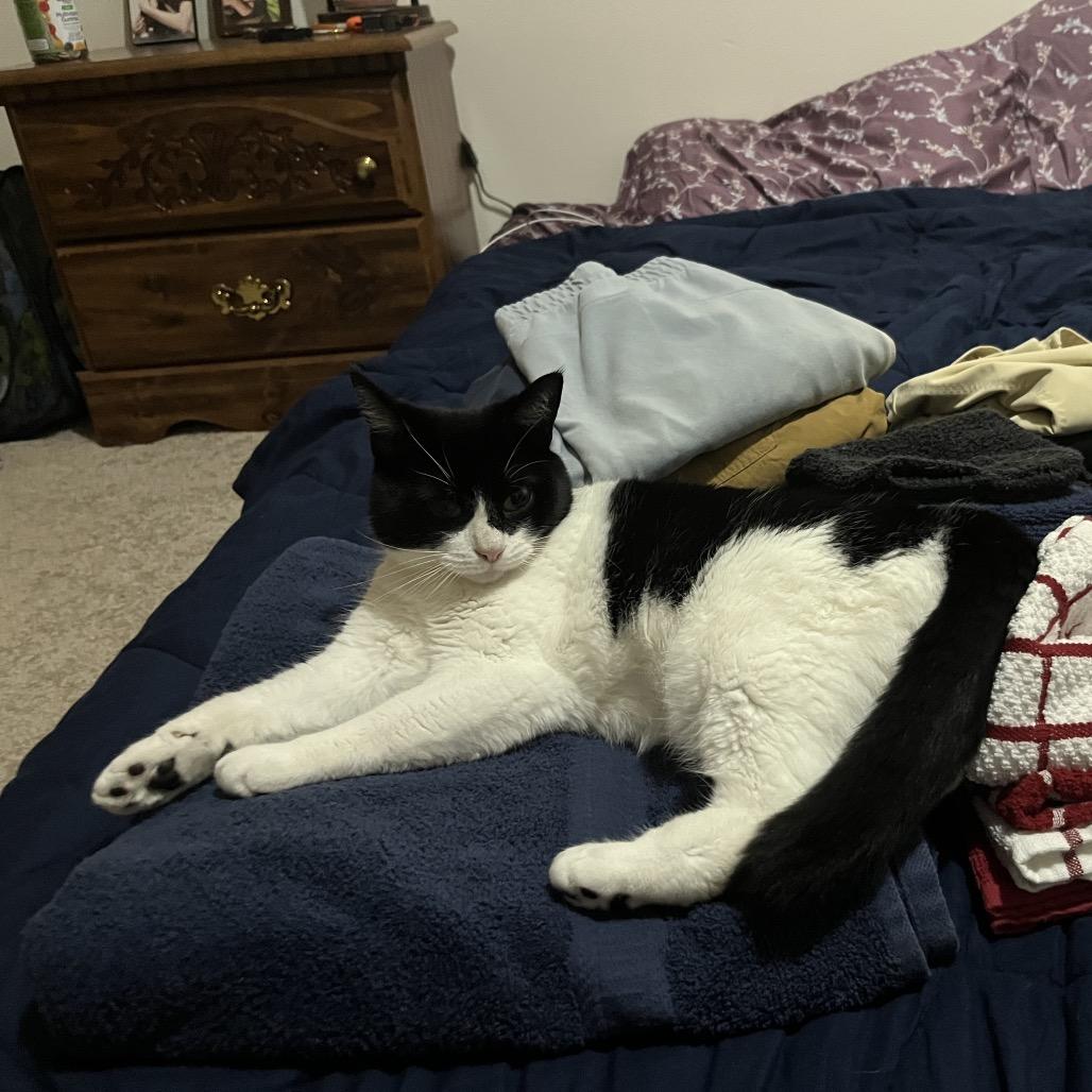 Milkshake, a Adoptable Domestic Short Hair in Ruckersville, VA image 2/5