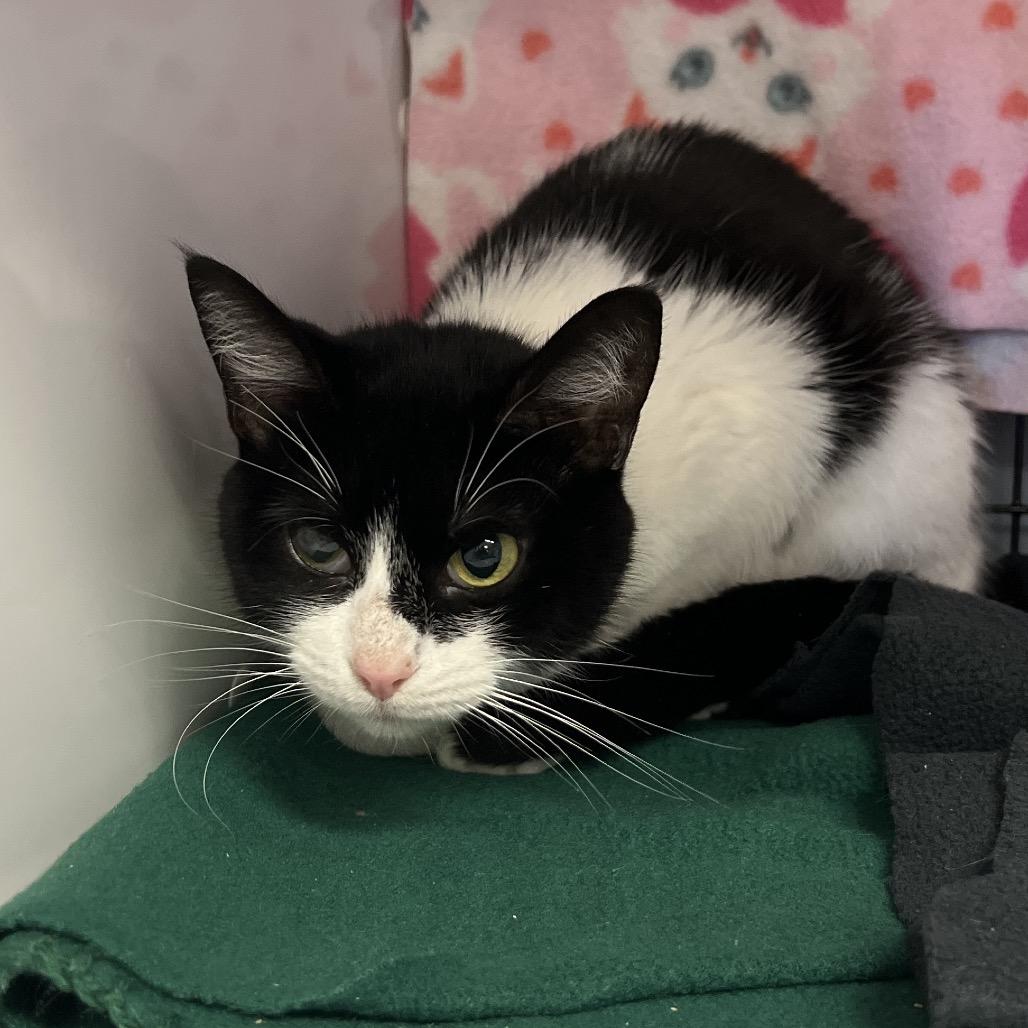 Milkshake, a Adoptable Domestic Short Hair in Ruckersville, VA image 2/2