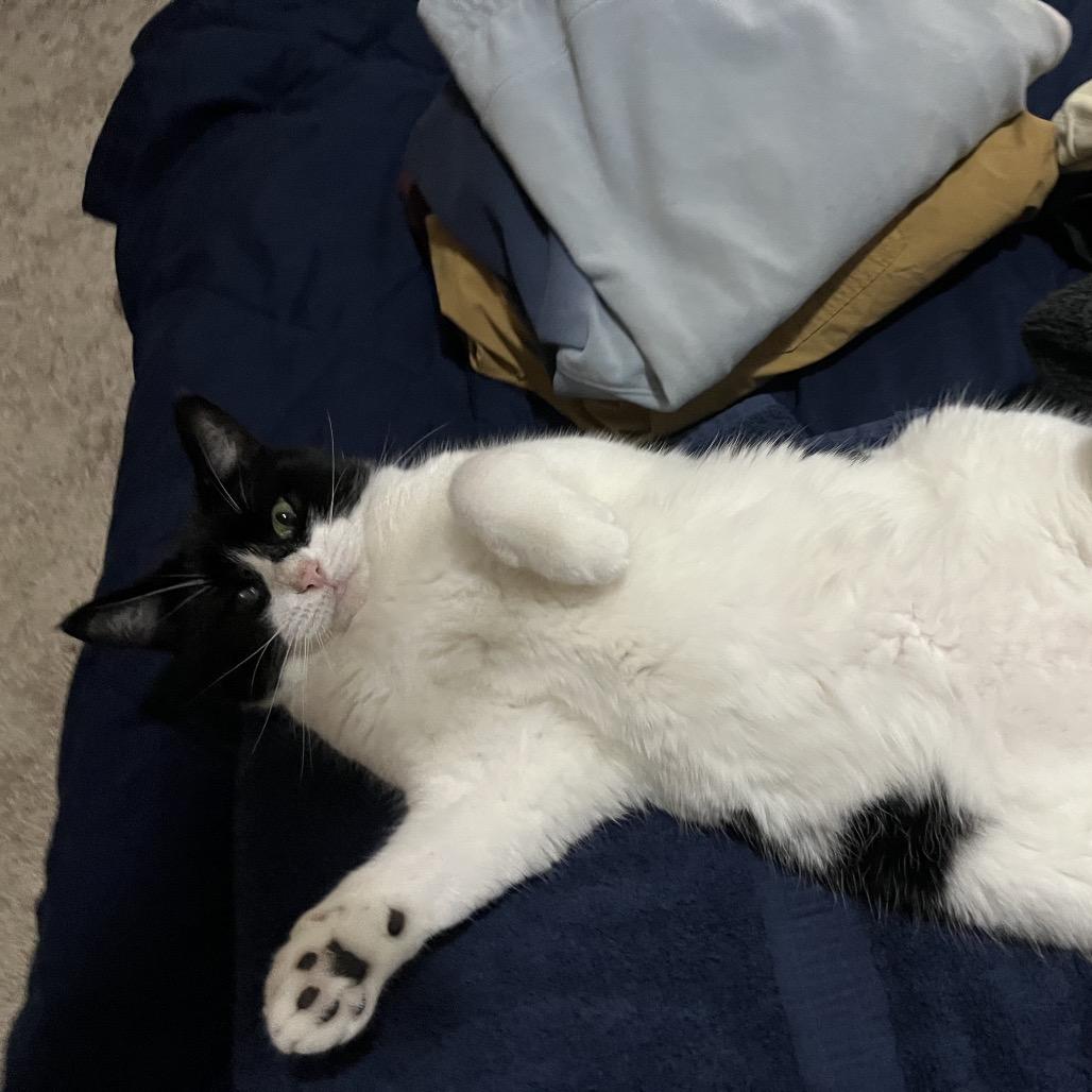 Milkshake, a Adoptable Domestic Short Hair in Ruckersville, VA image 5/5