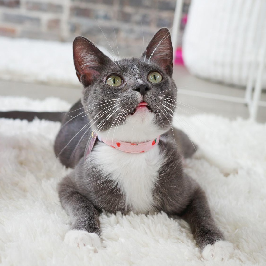 Enlarge Wembley, a Adoptable Domestic Short Hair in New Orleans, LA image 2/3