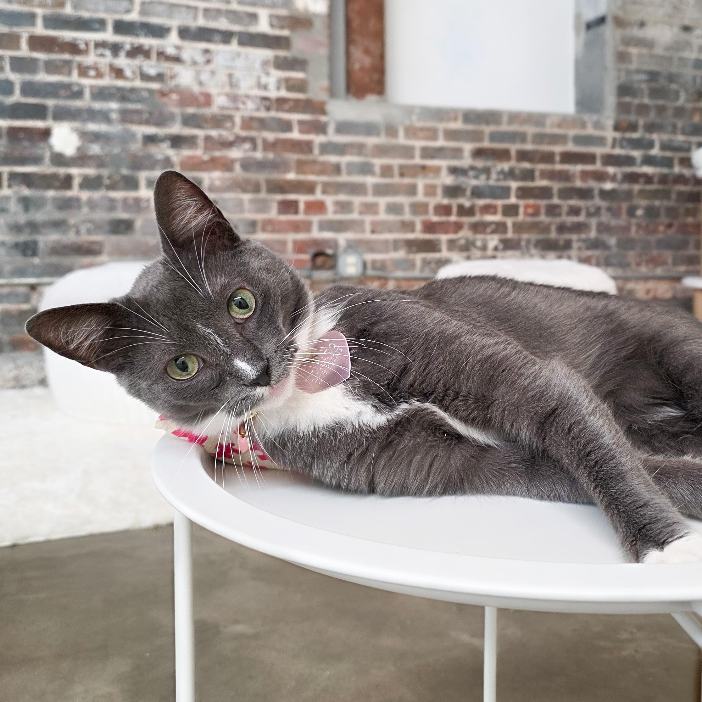 Enlarge Wembley, a Adoptable Domestic Short Hair in New Orleans, LA image 1/3