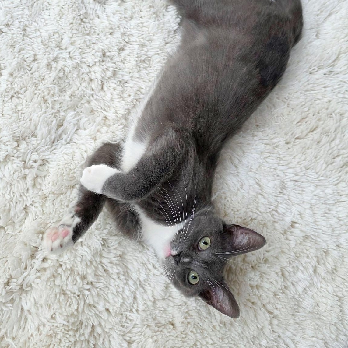 Enlarge Wembley, a Adoptable Domestic Short Hair in New Orleans, LA image 3/3