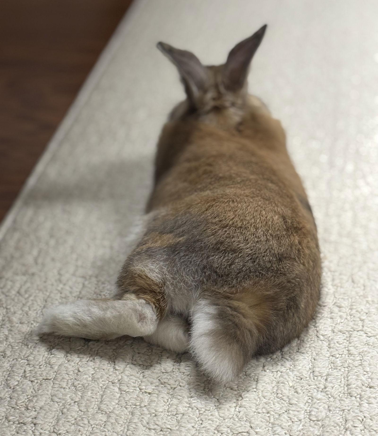 Travis, Adoptable, Adult Male Harlequin & Dwarf.