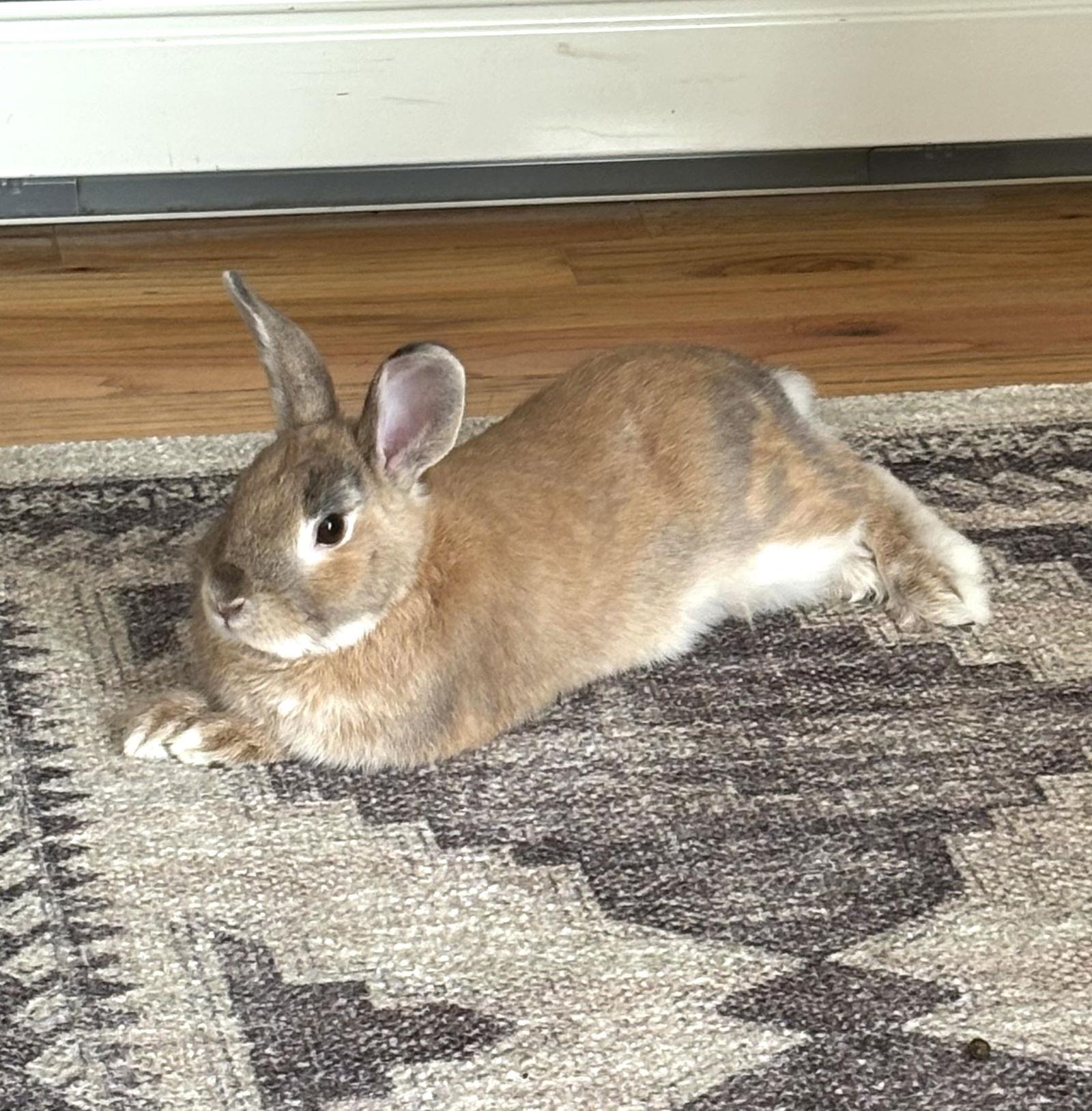 Enlarge Travis, a Adoptable mixed breed in Great Neck, NY image 2/3