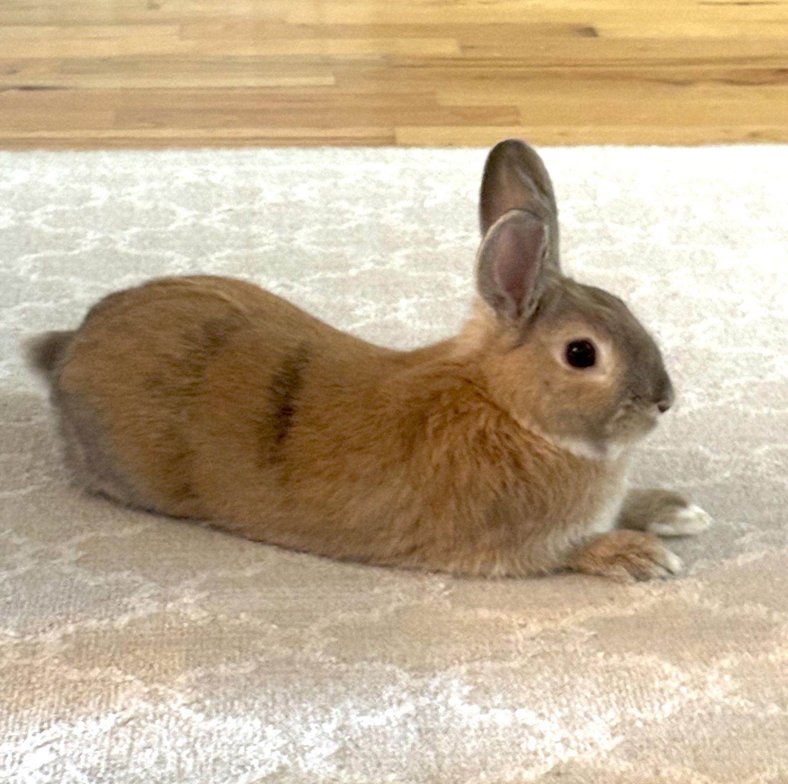 Enlarge Travis, a Adoptable mixed breed in Great Neck, NY image 3/3