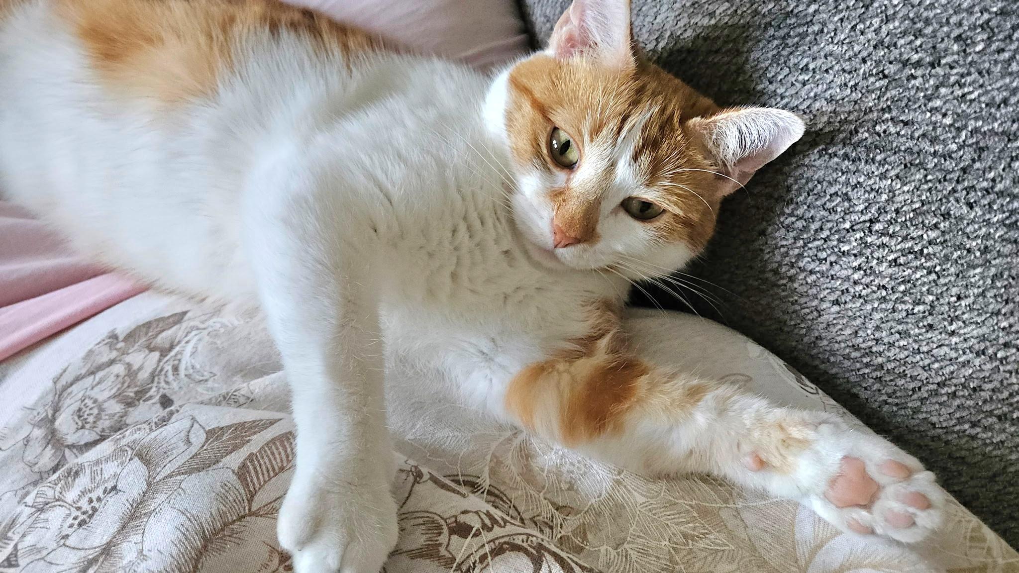 Enlarge  Ginger - Sweet and affectionate lap lover, a Adoptable Domestic Short Hair in West Allis, WI image 4/6