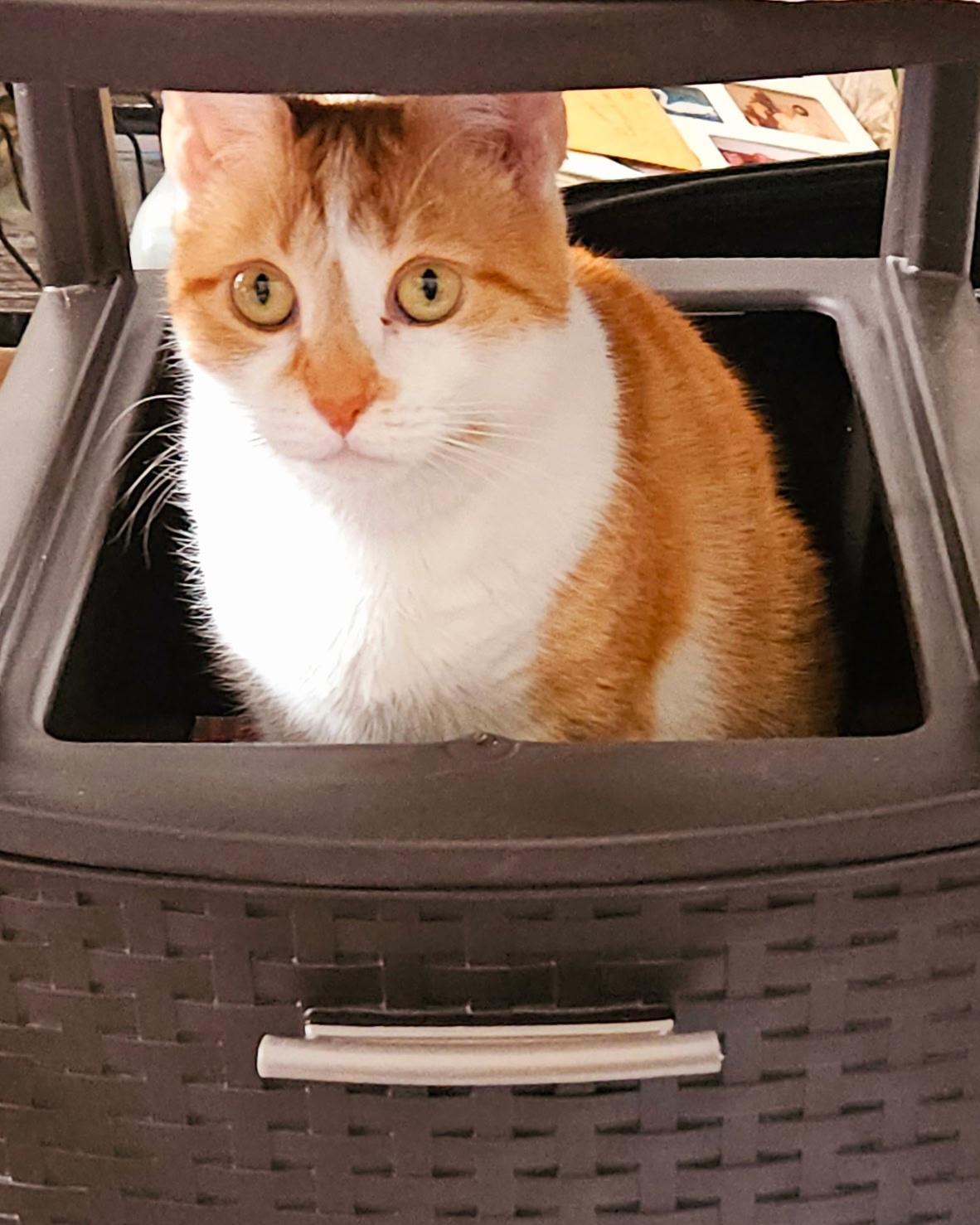 Enlarge  Ginger - Sweet and affectionate lap lover, a Adoptable Domestic Short Hair in West Allis, WI image 6/6