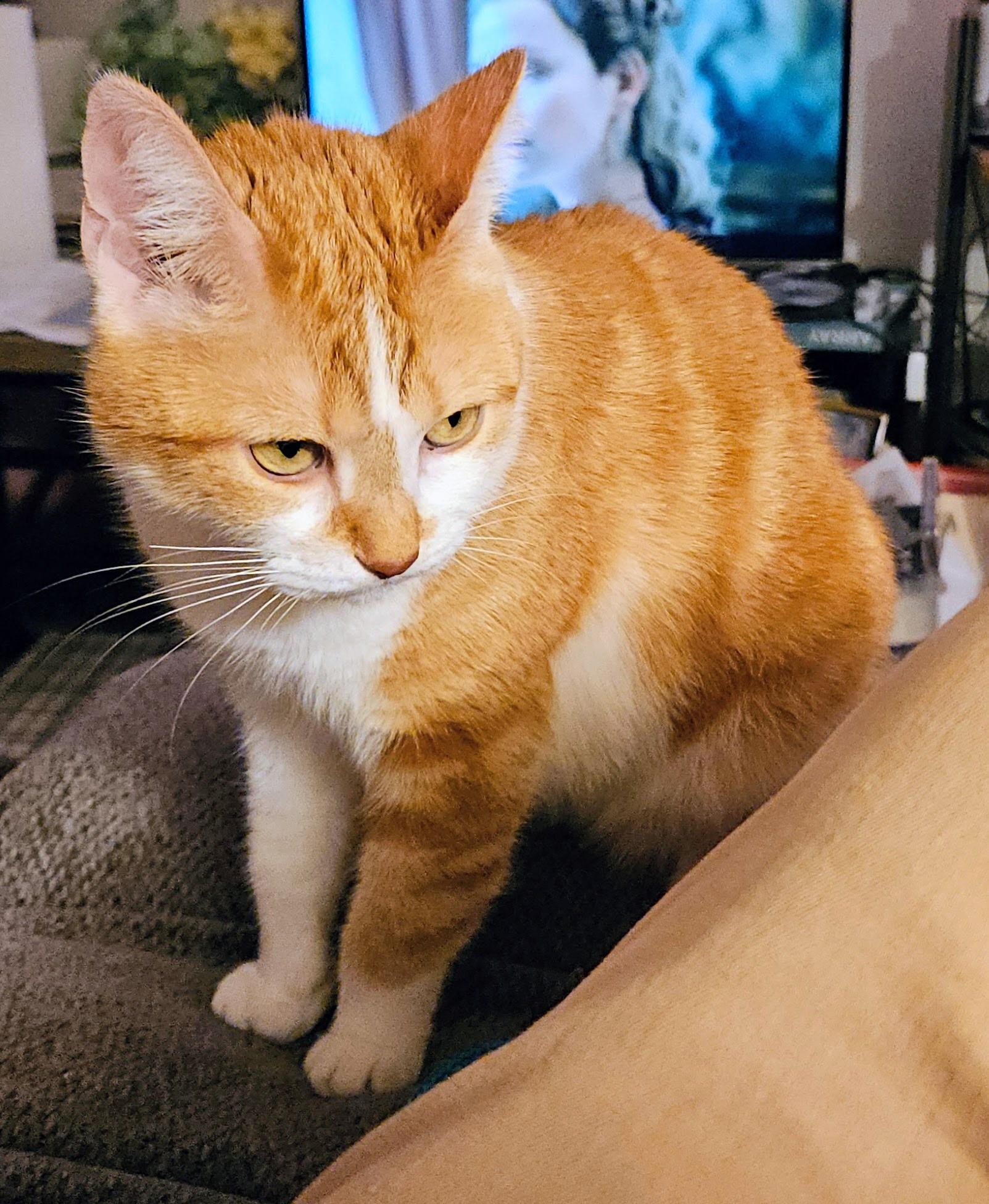 Enlarge  Ginger - Sweet and affectionate lap lover, a Adoptable Domestic Short Hair in West Allis, WI image 5/6