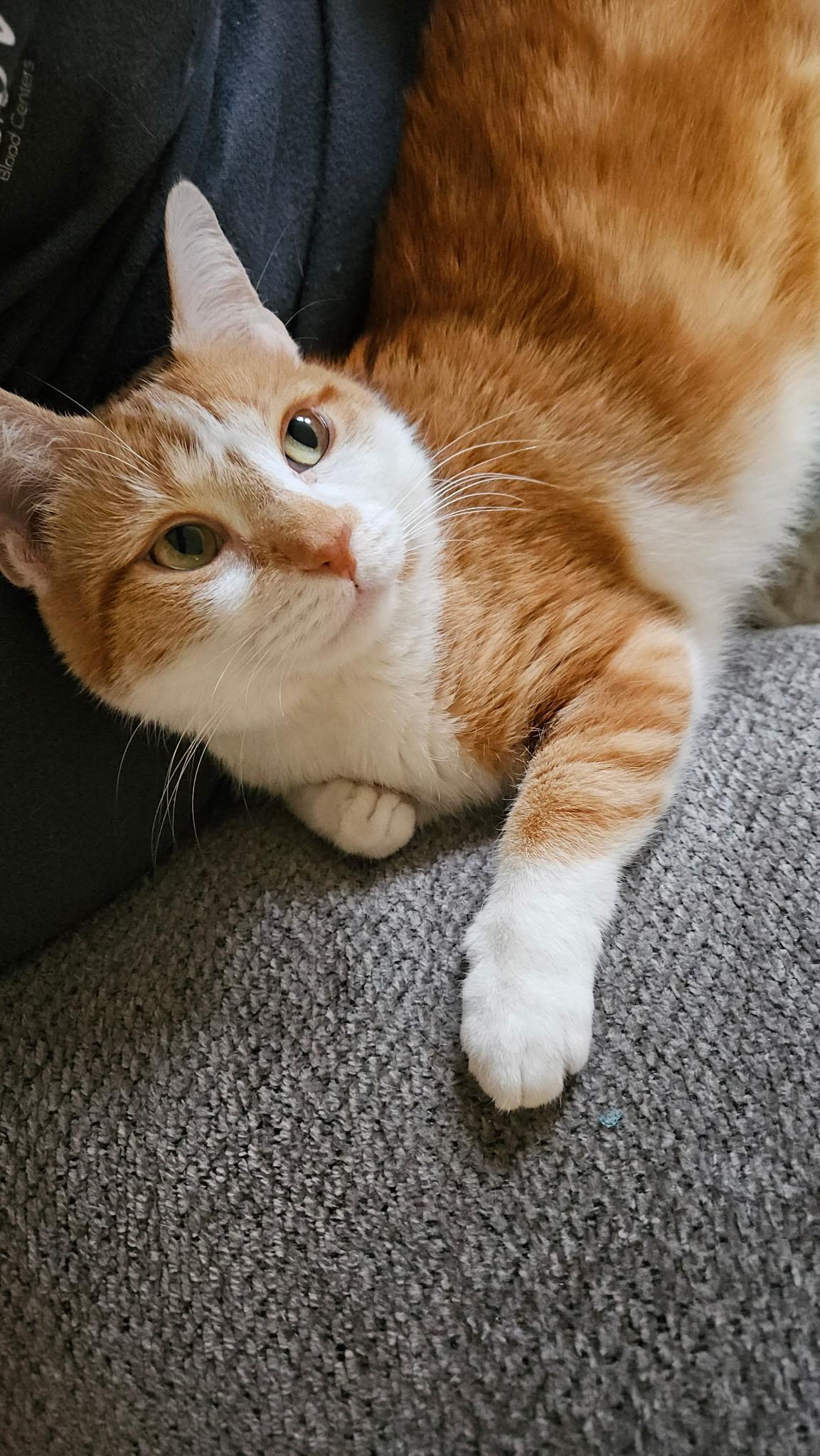 Enlarge  Ginger - Sweet and affectionate lap lover, a Adoptable Domestic Short Hair in West Allis, WI image 3/6