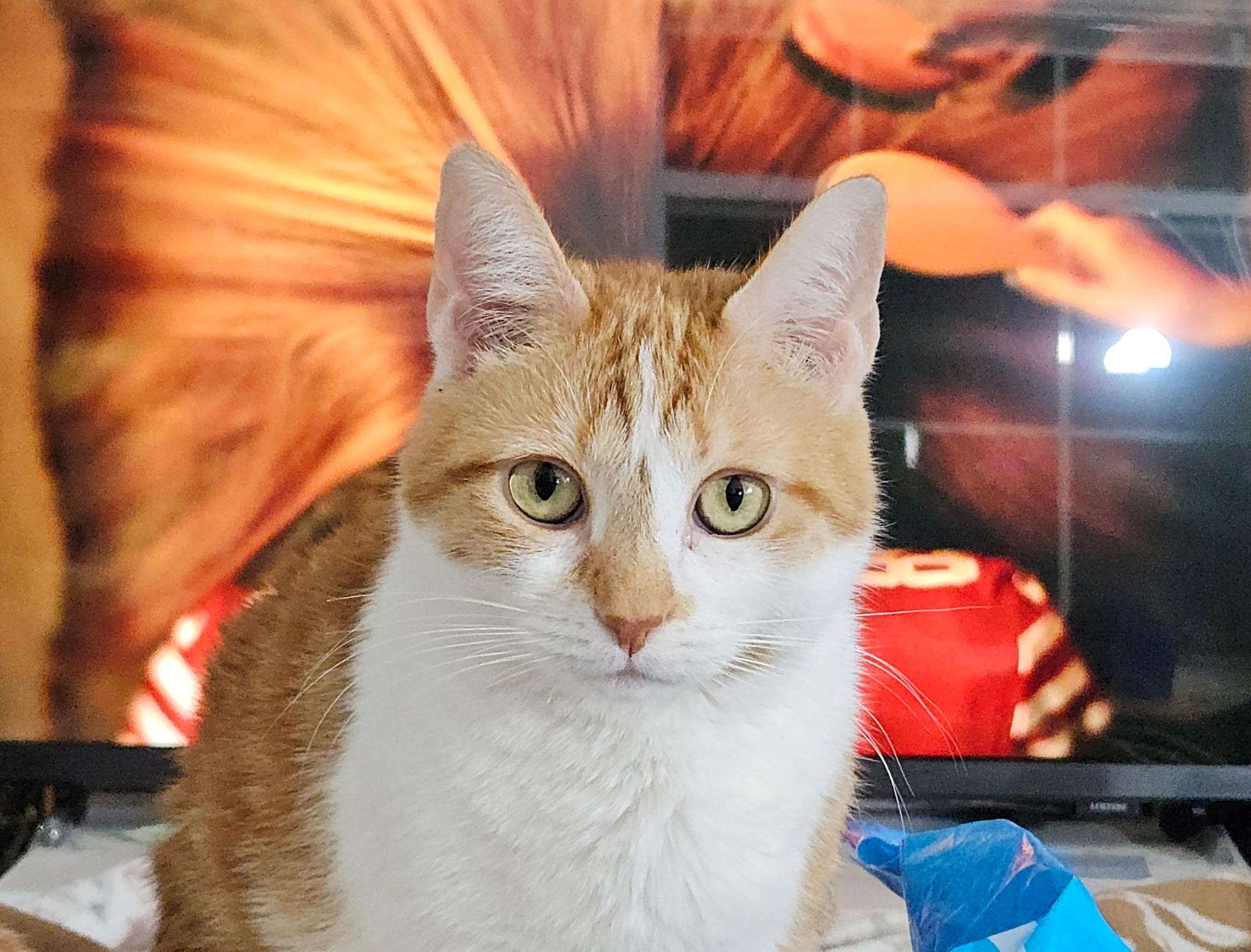 Enlarge  Ginger - Sweet and affectionate lap lover, a Adoptable Domestic Short Hair in West Allis, WI image 2/6