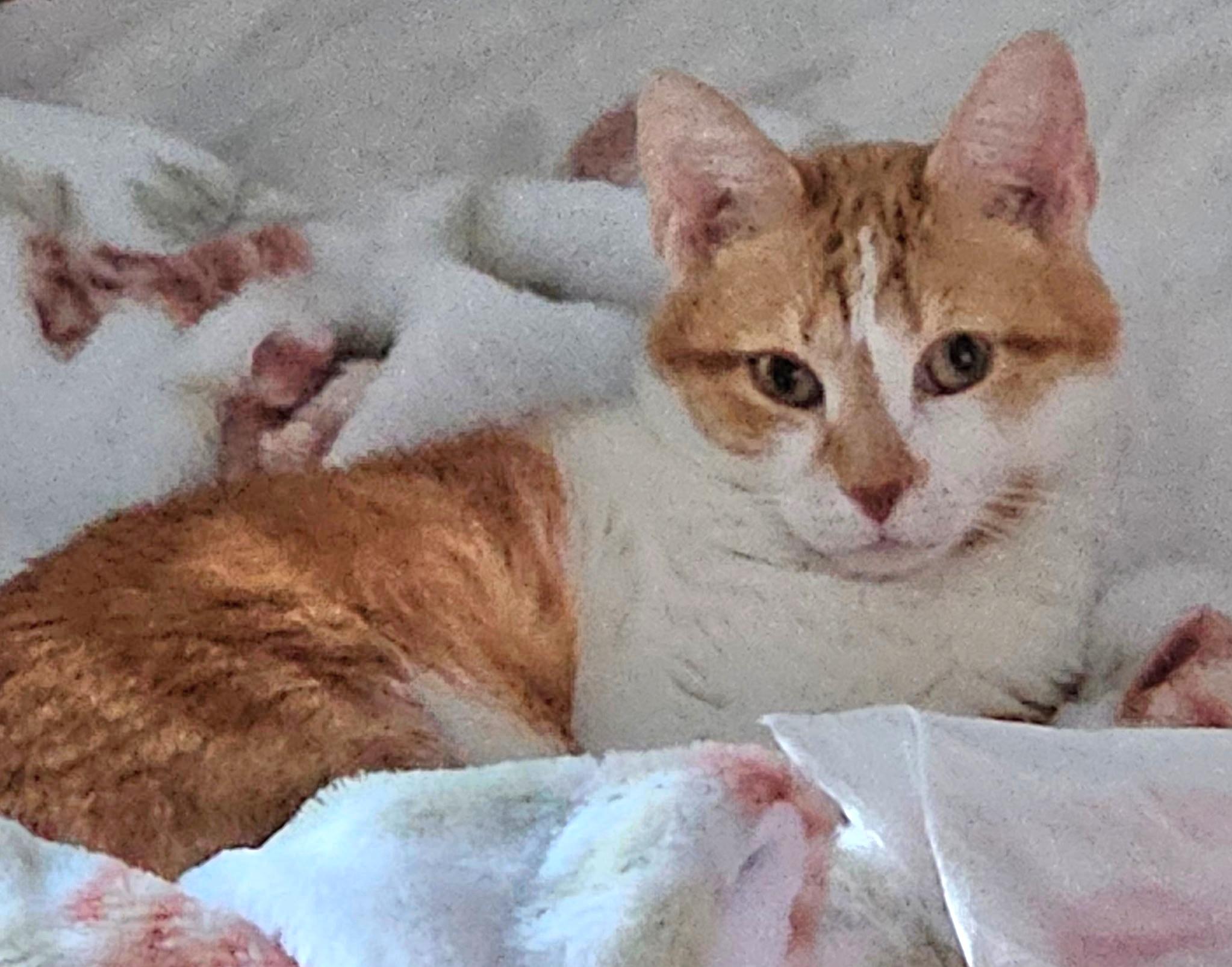Enlarge  Ginger - Sweet and affectionate lap lover, a Adoptable Domestic Short Hair in West Allis, WI image 1/6