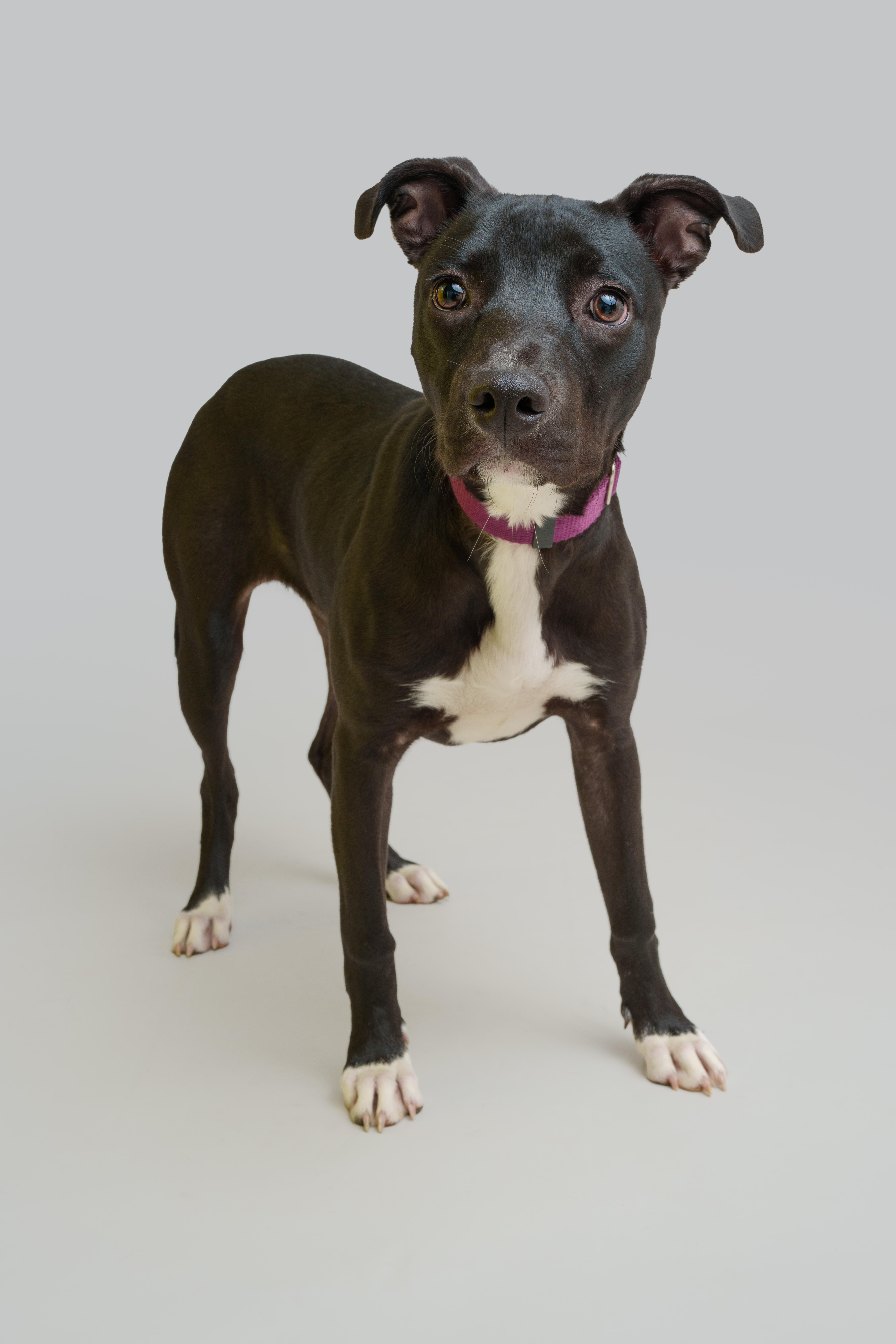 Fuchsia, Adoptable, Young Female Labrador Retriever.