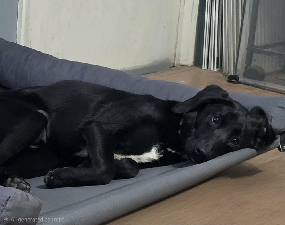 Zamore Greyhart — thumbnail 2